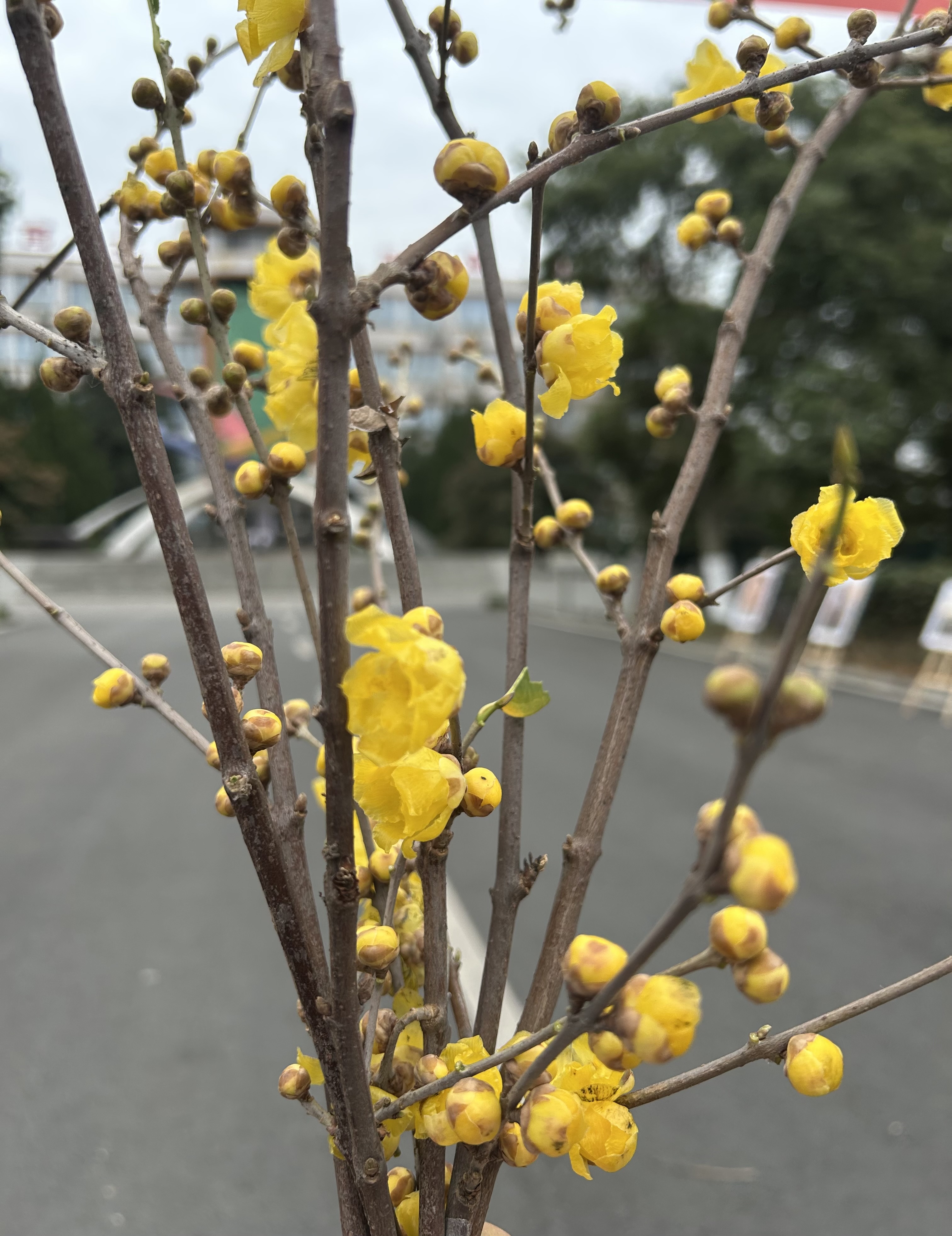 图片附件