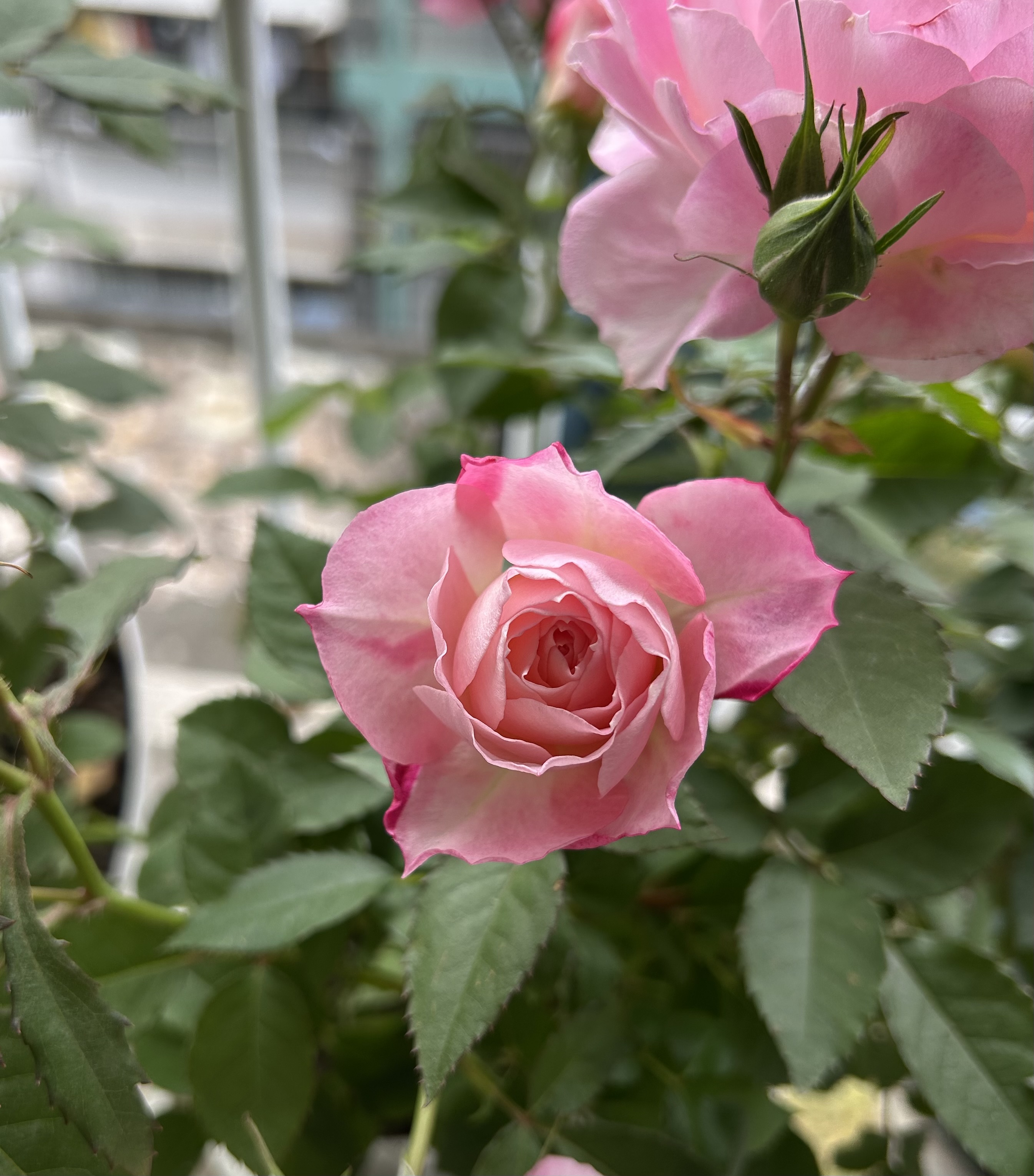 图片附件