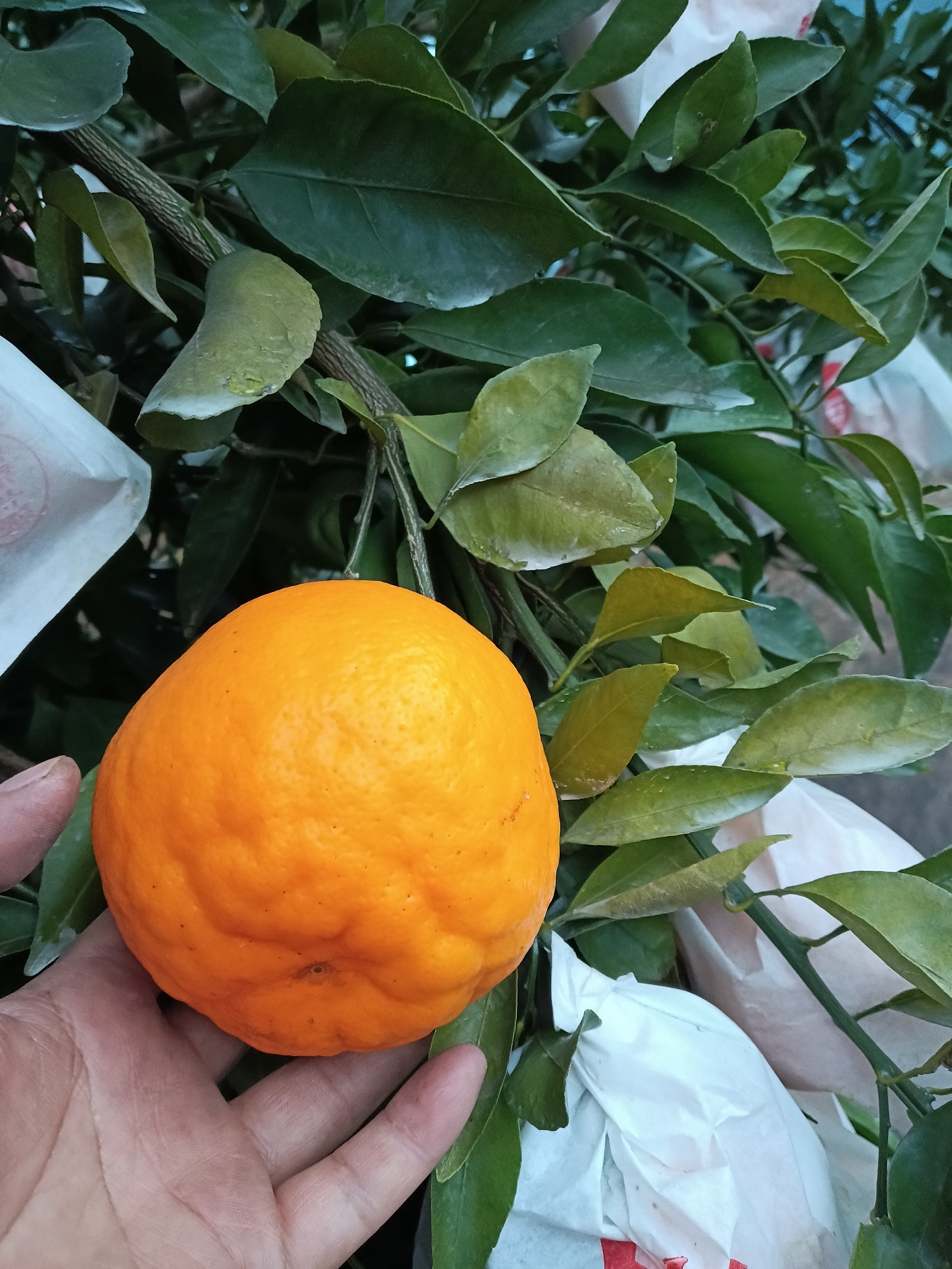图片附件