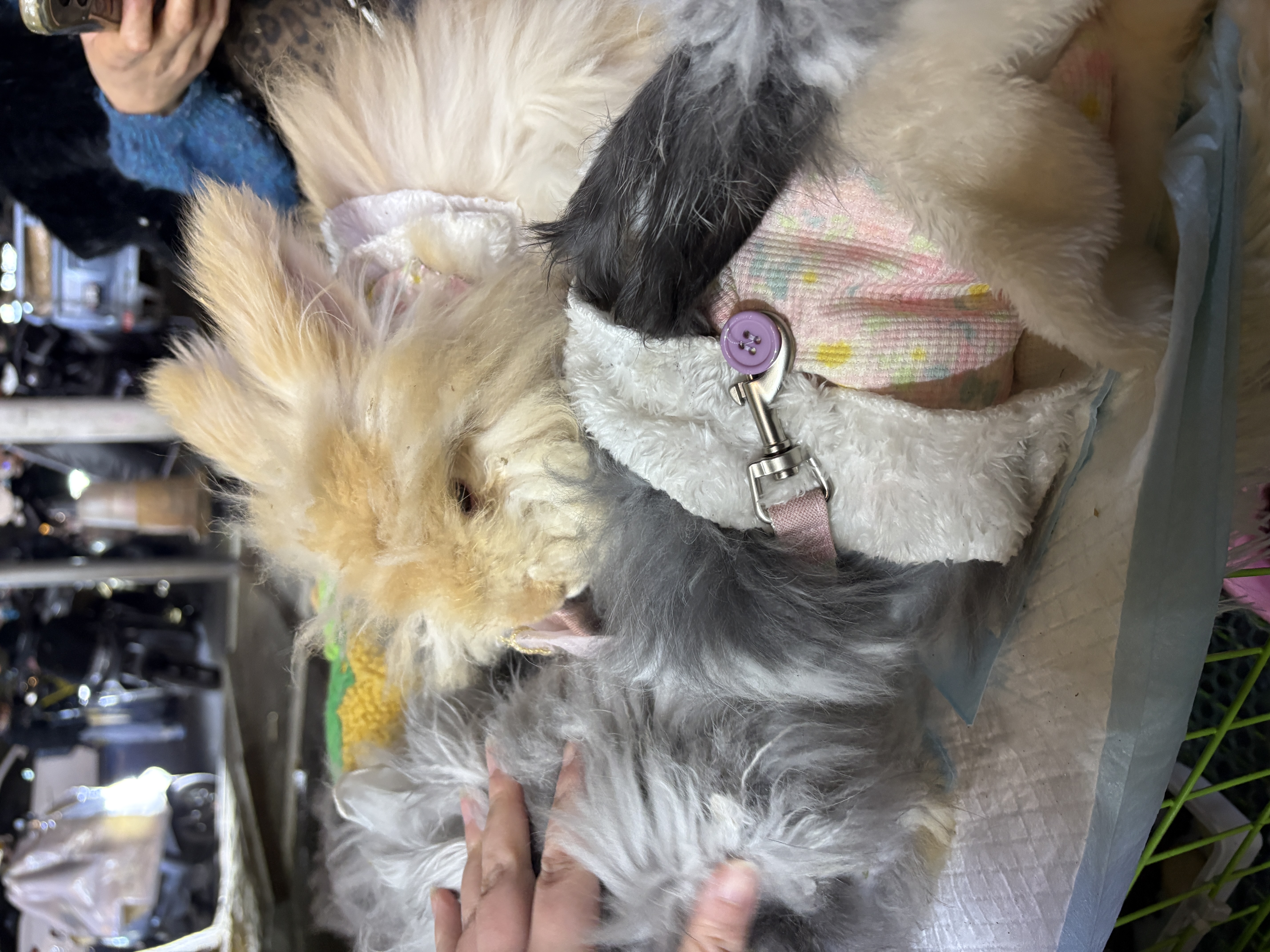 图片附件