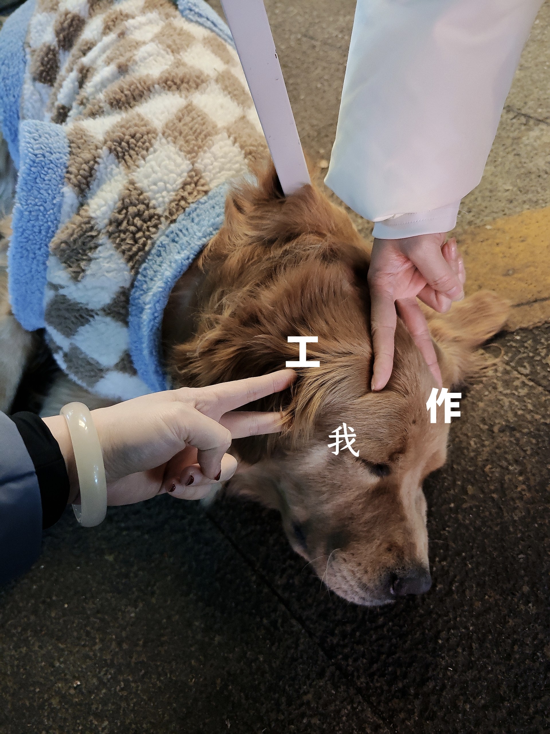 图片附件