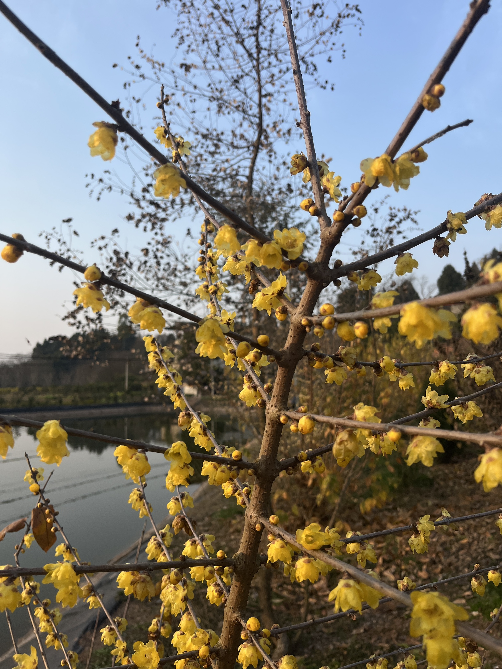 图片附件