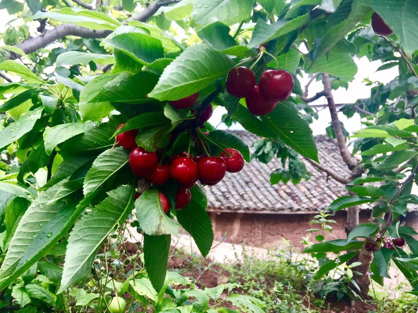 图片附件