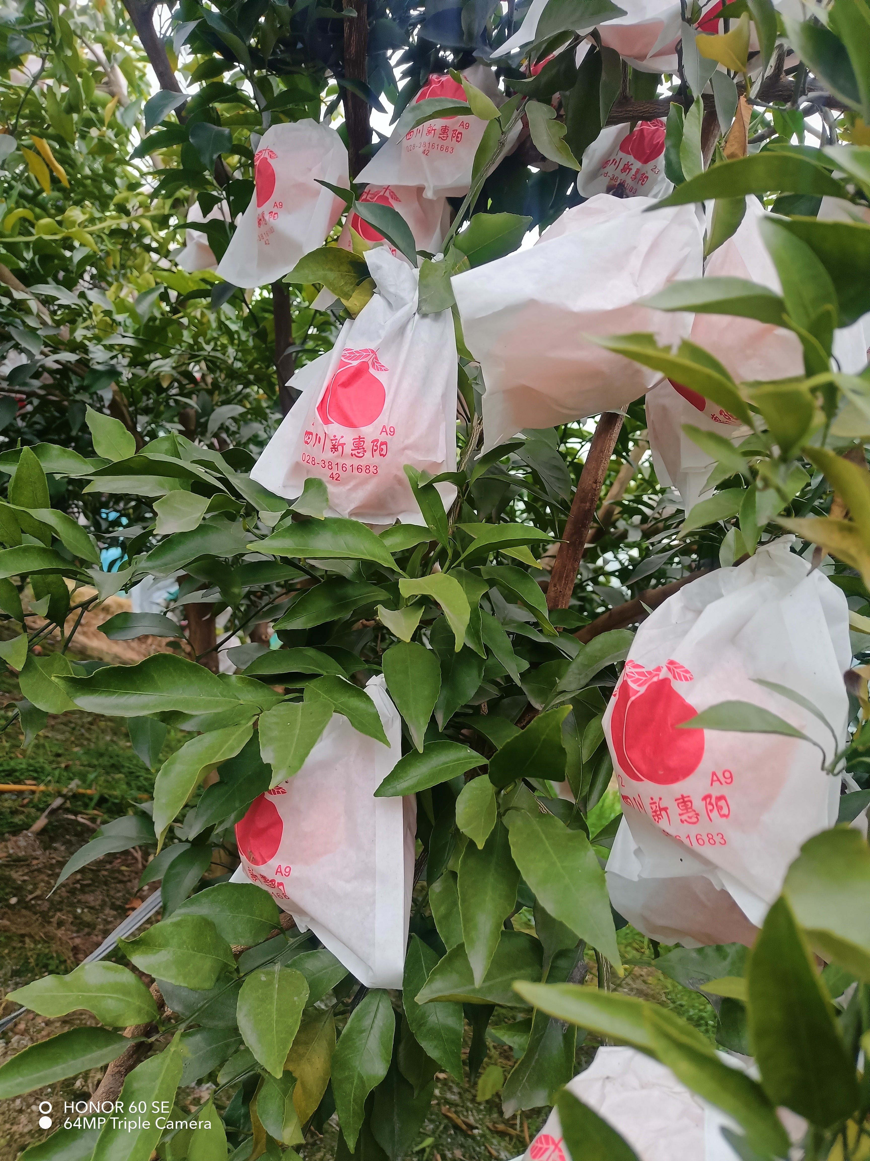 图片附件