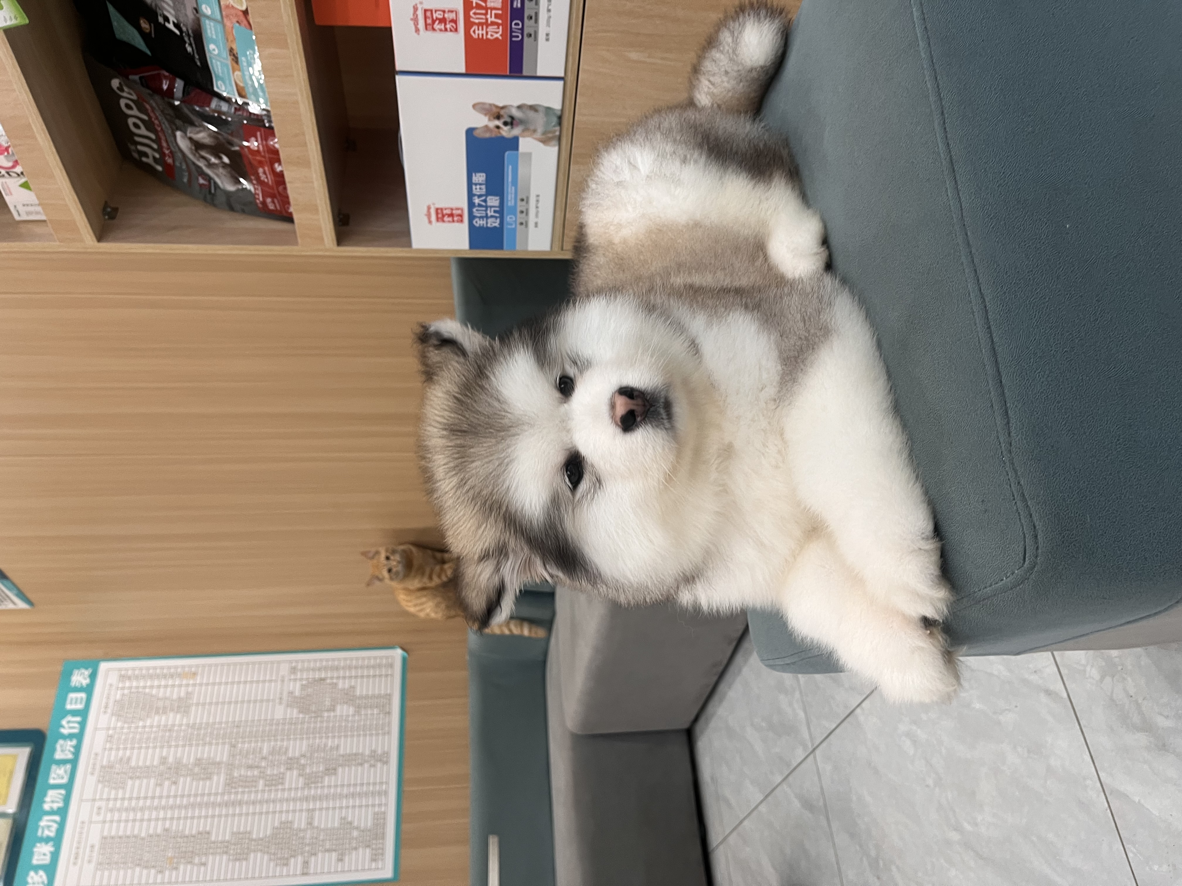 图片附件