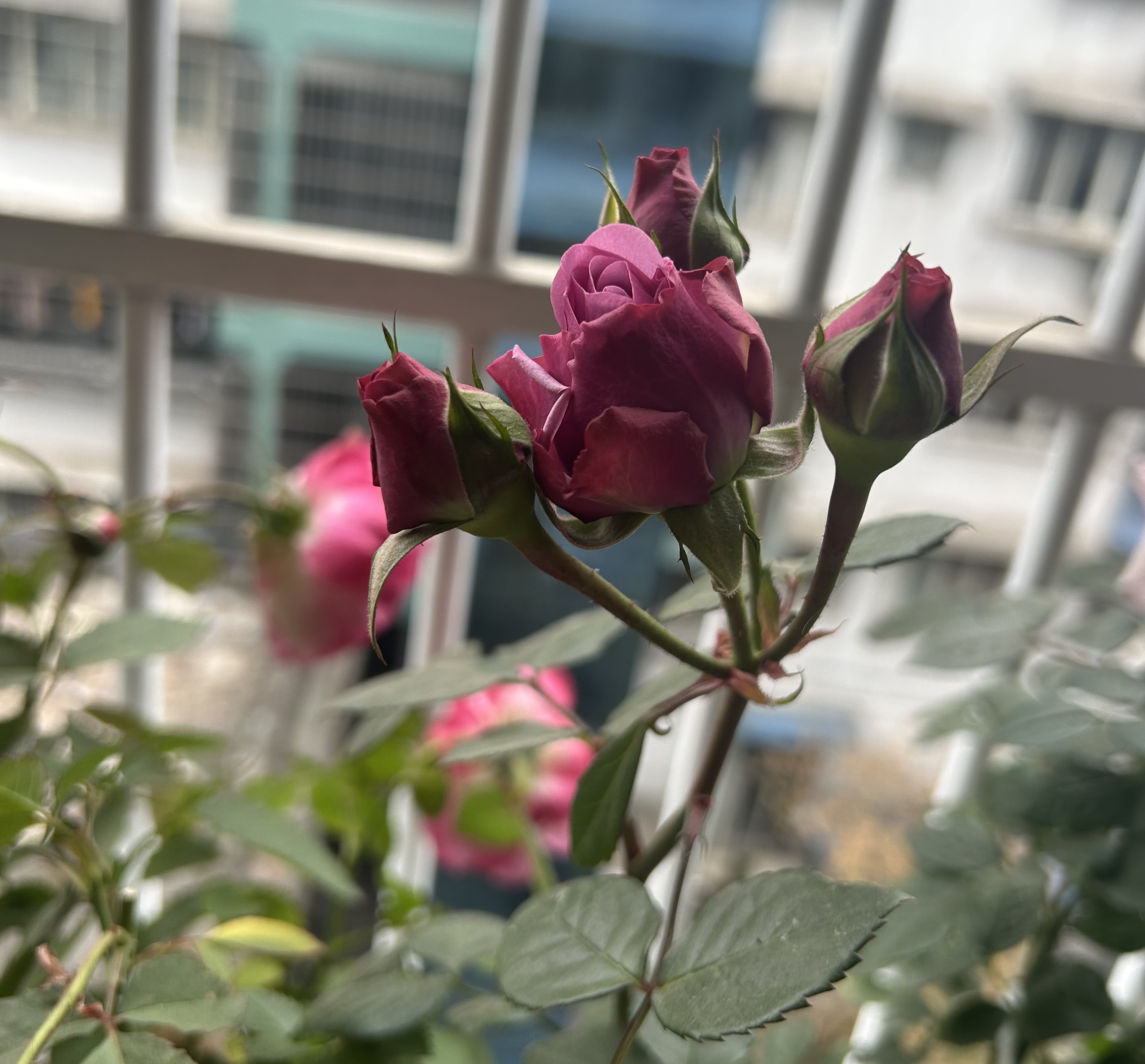 图片附件