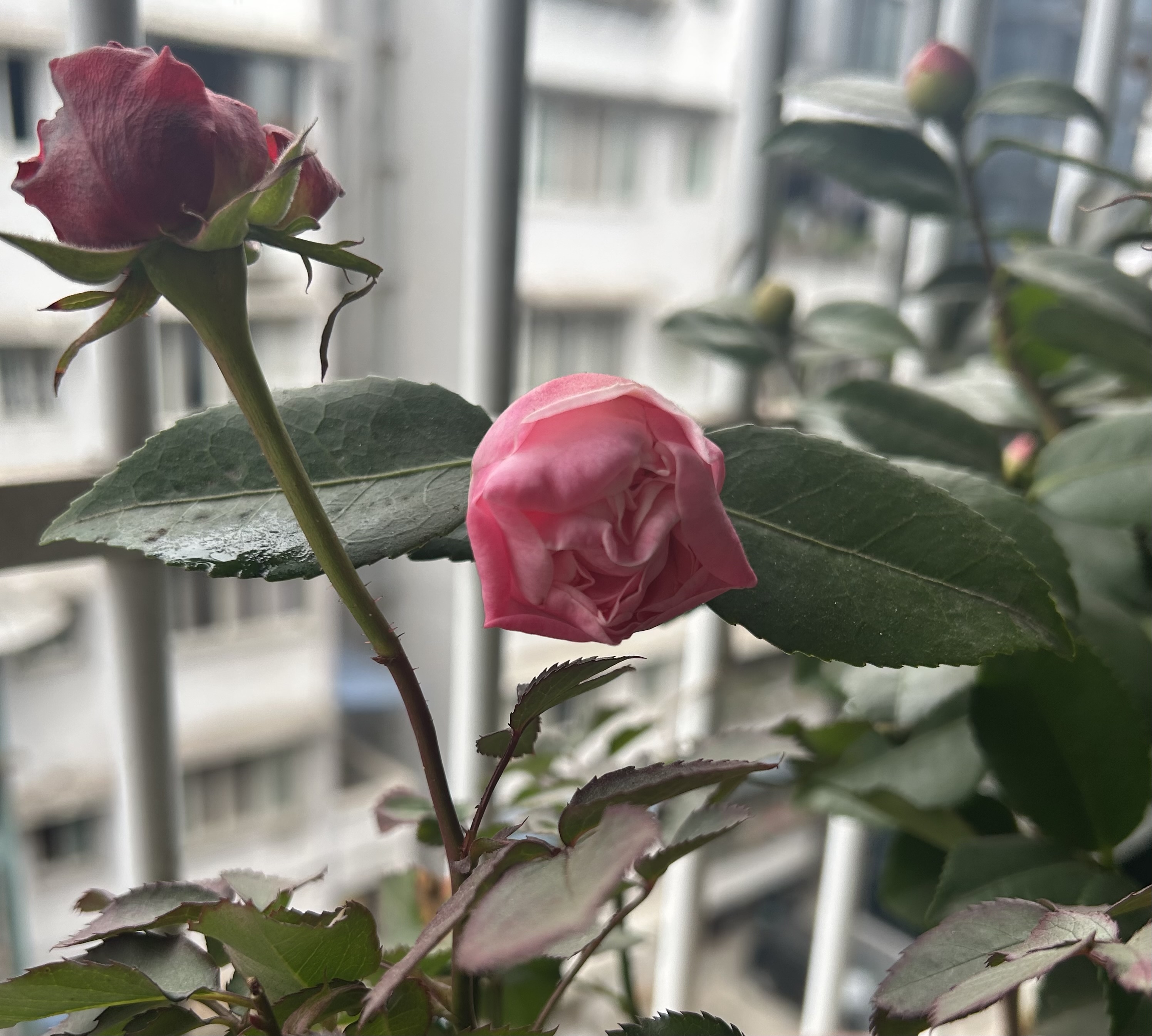 图片附件