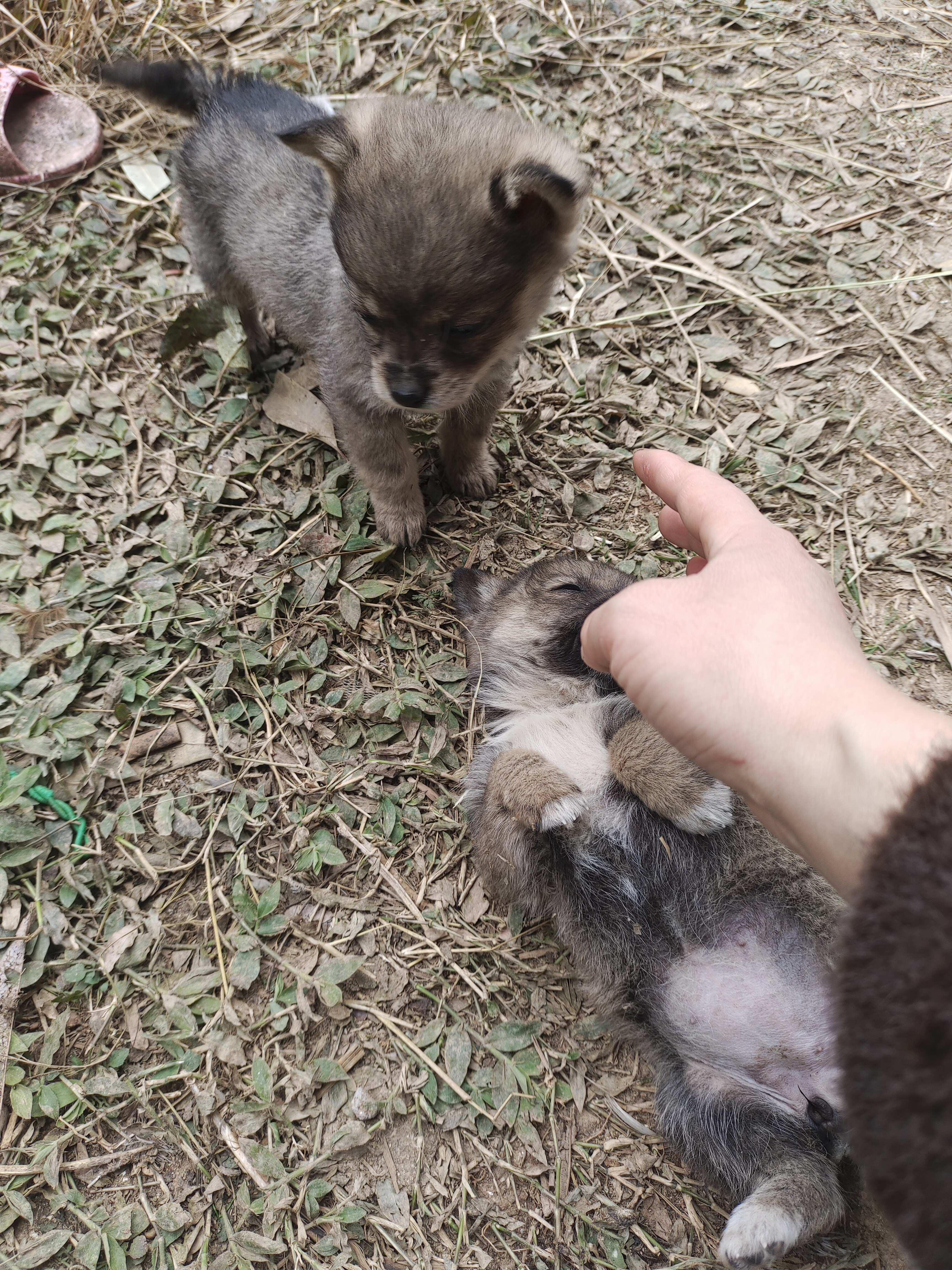 图片附件