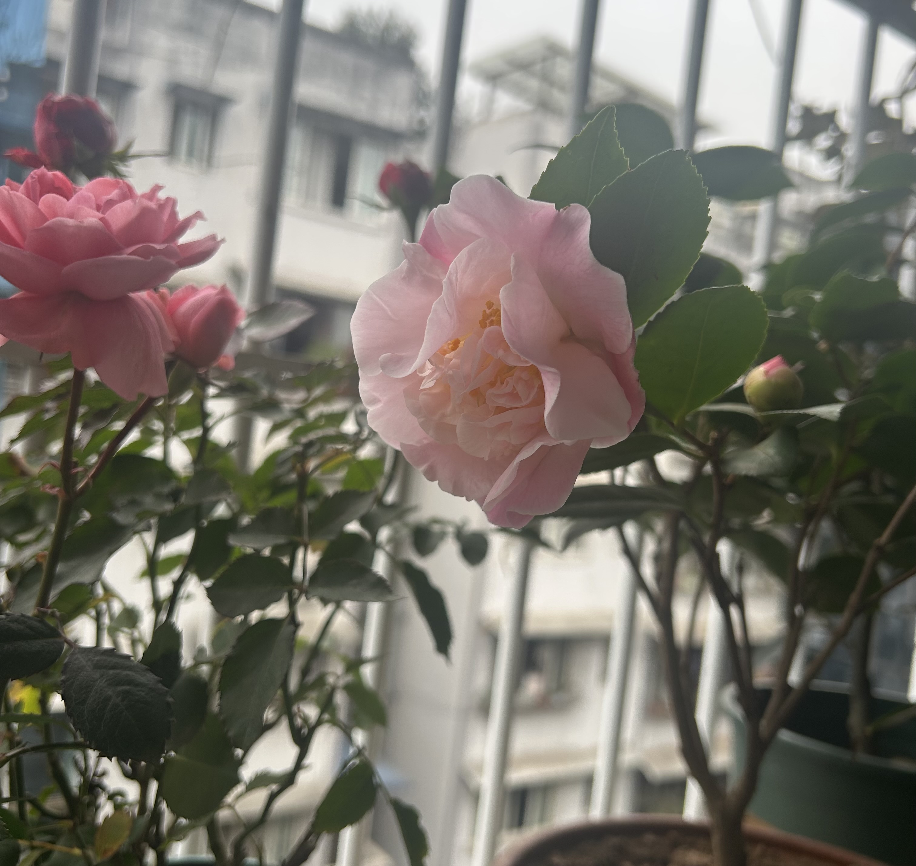 图片附件