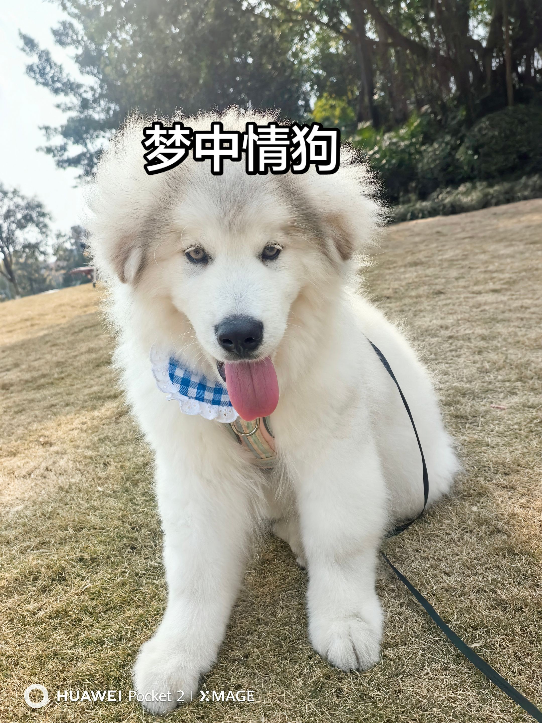图片附件