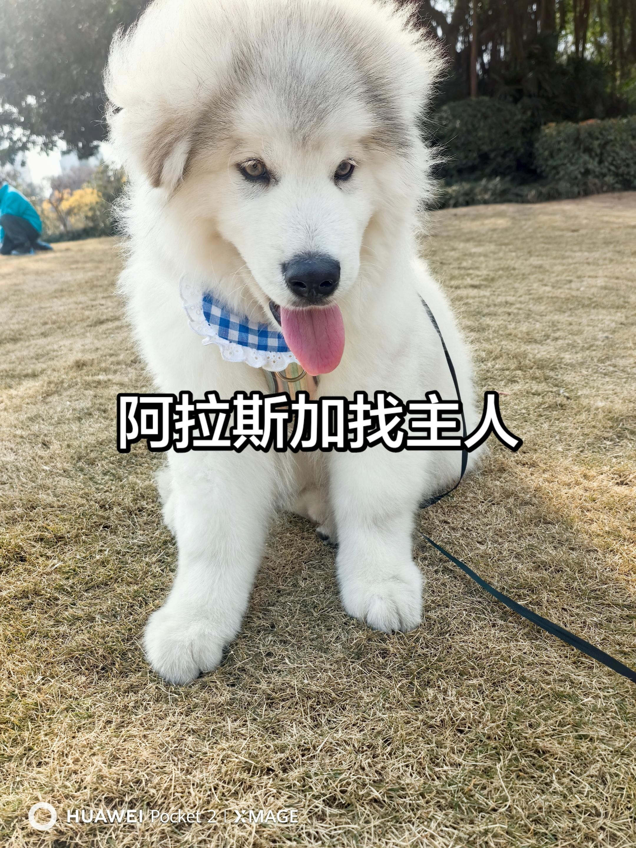 图片附件