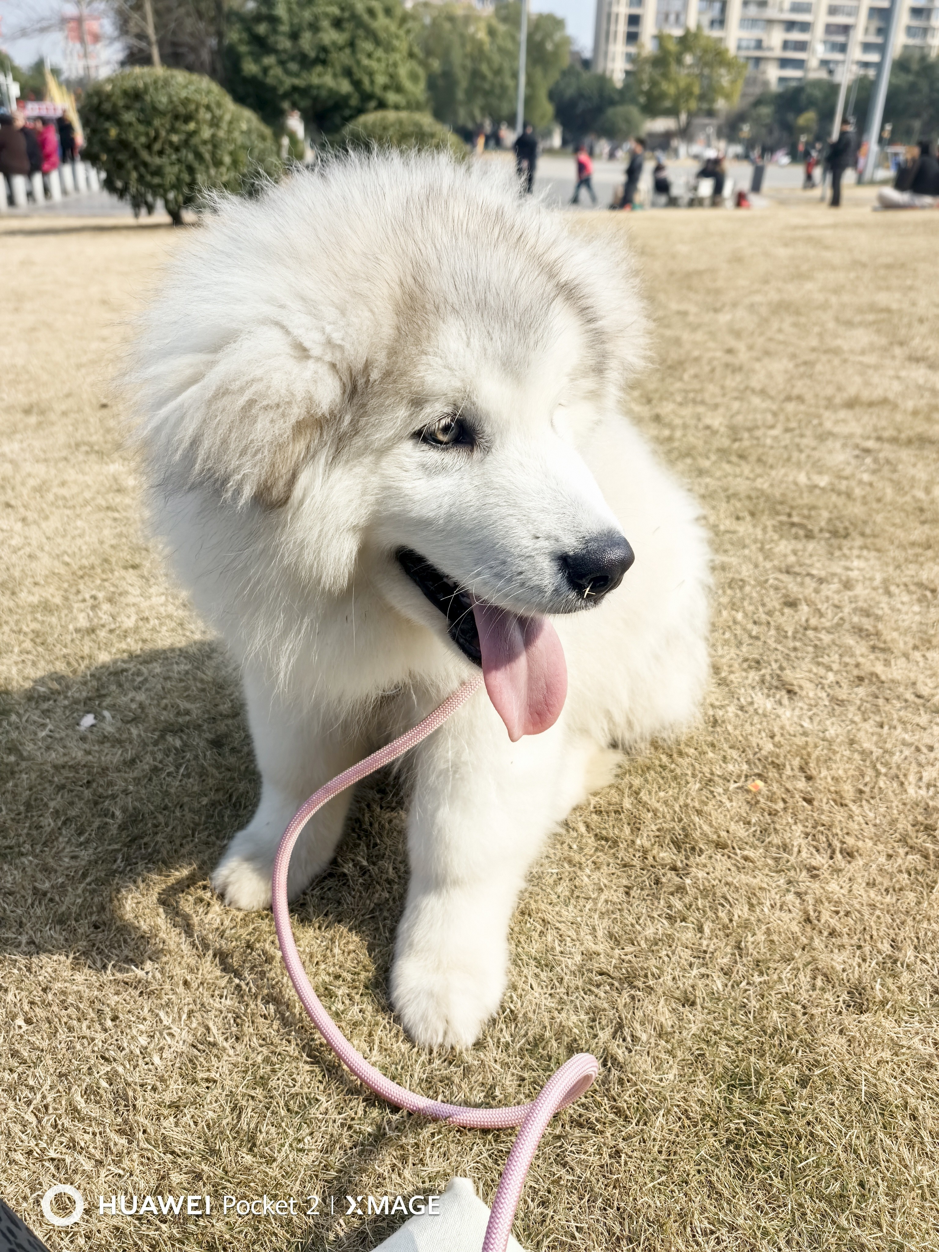 图片附件