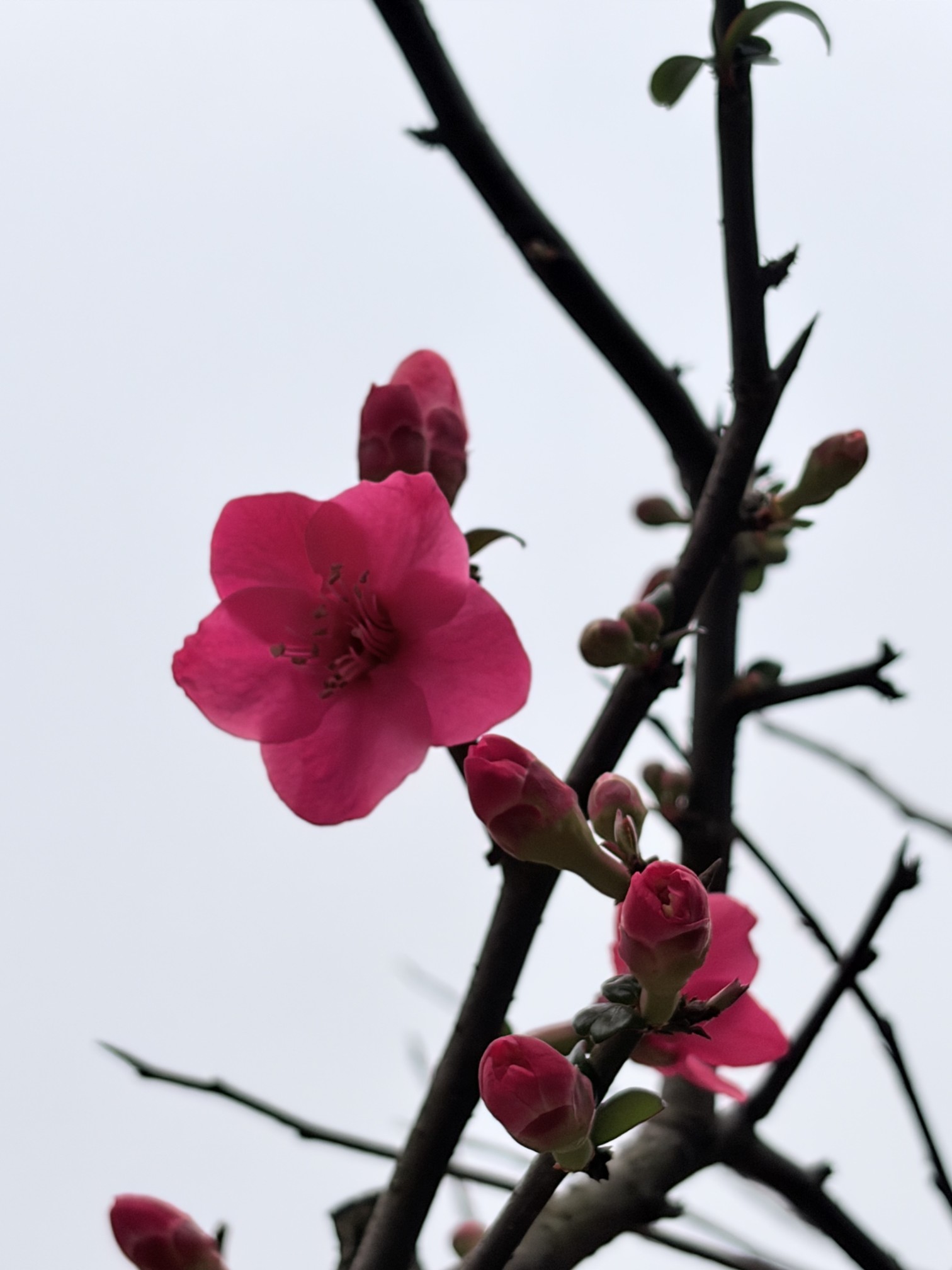 图片附件