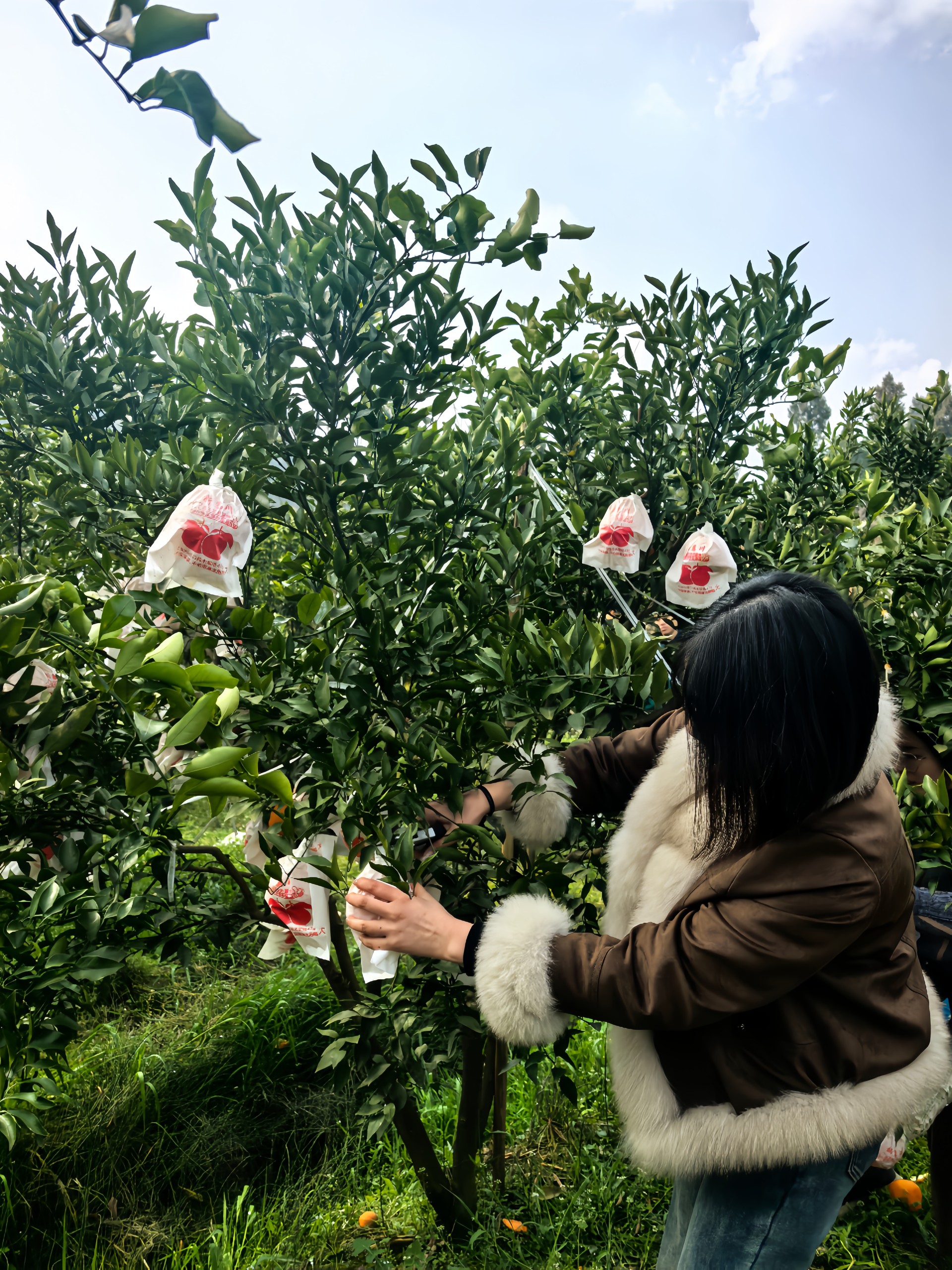 图片附件