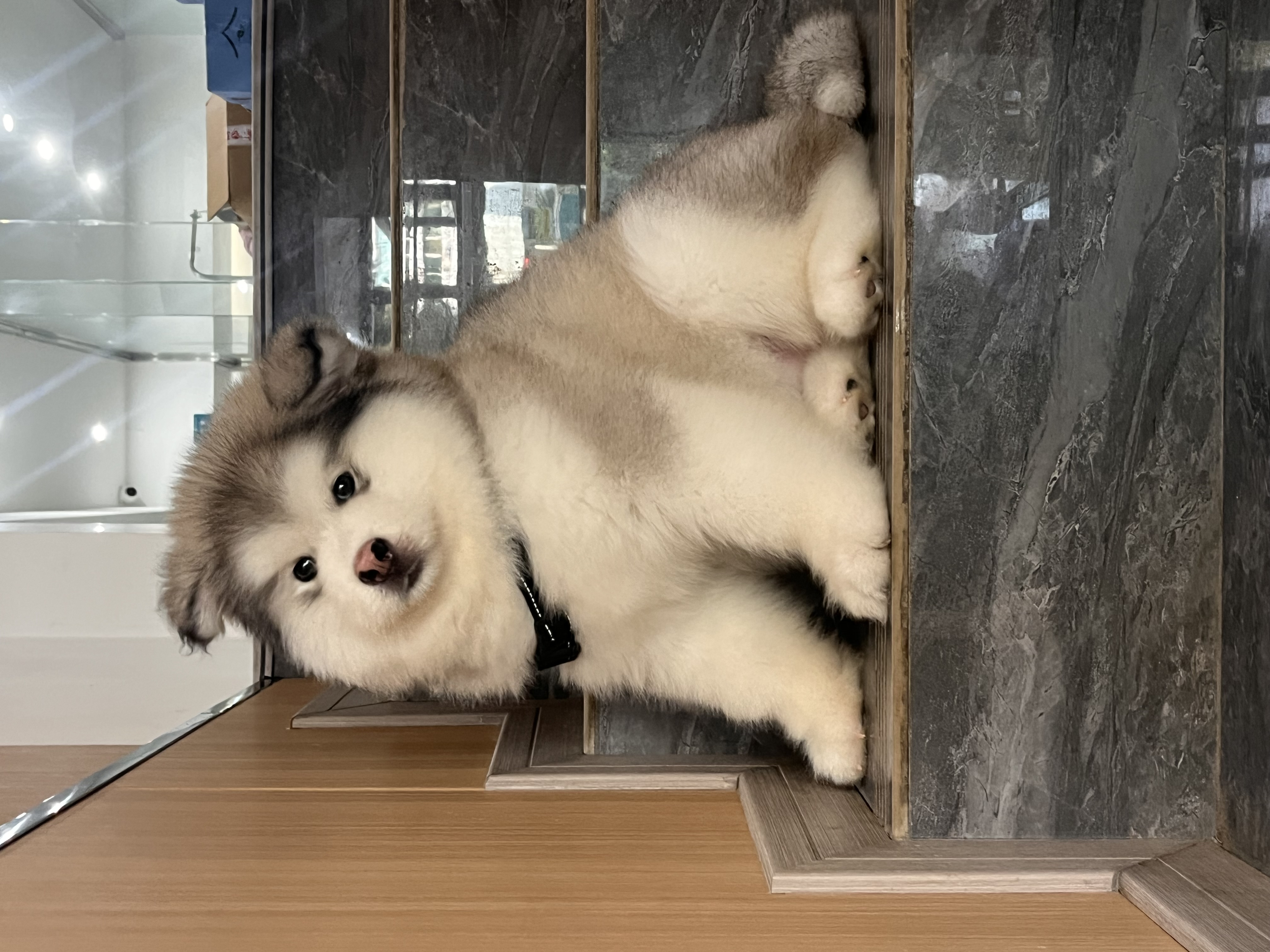 图片附件