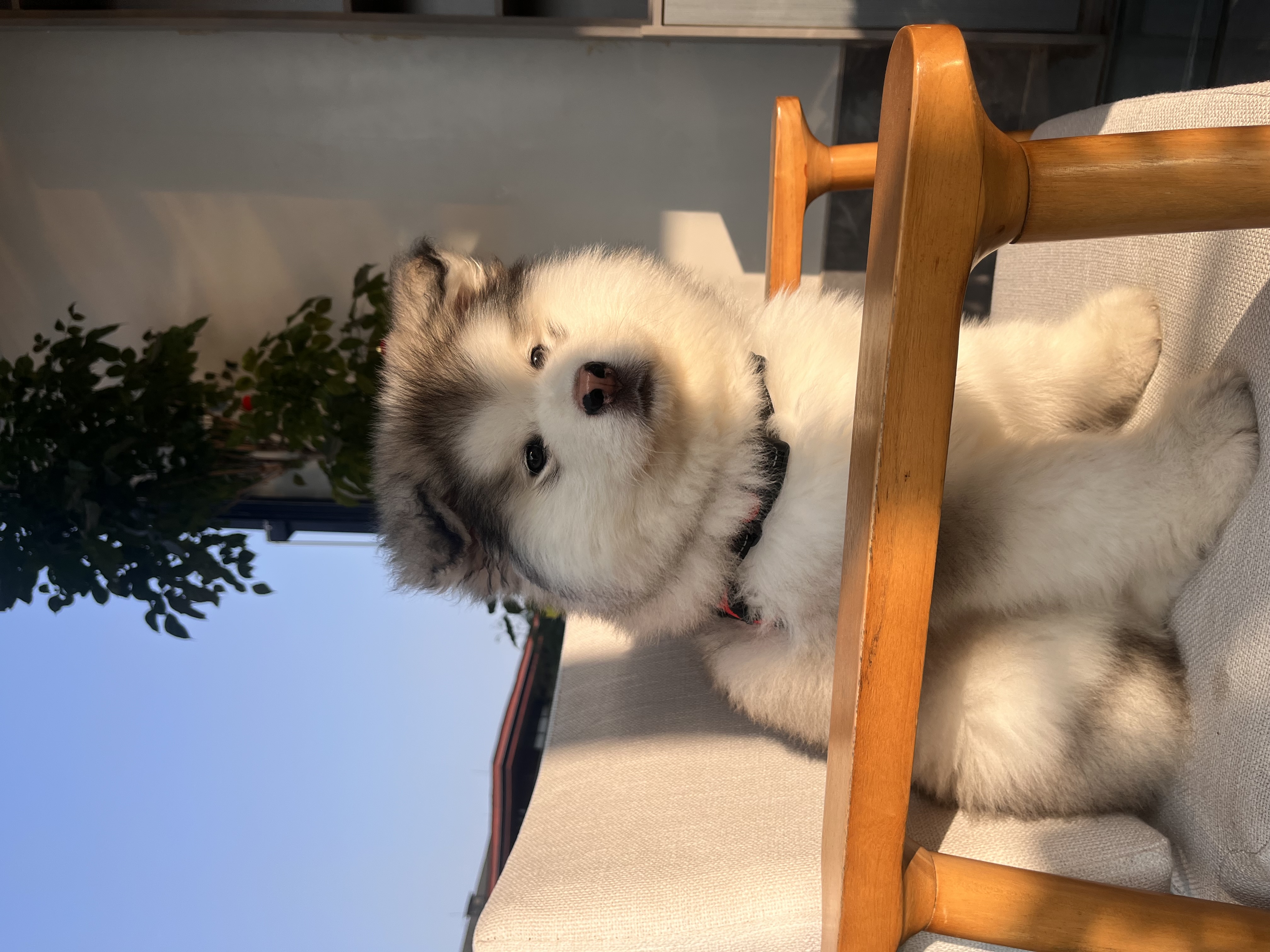 图片附件