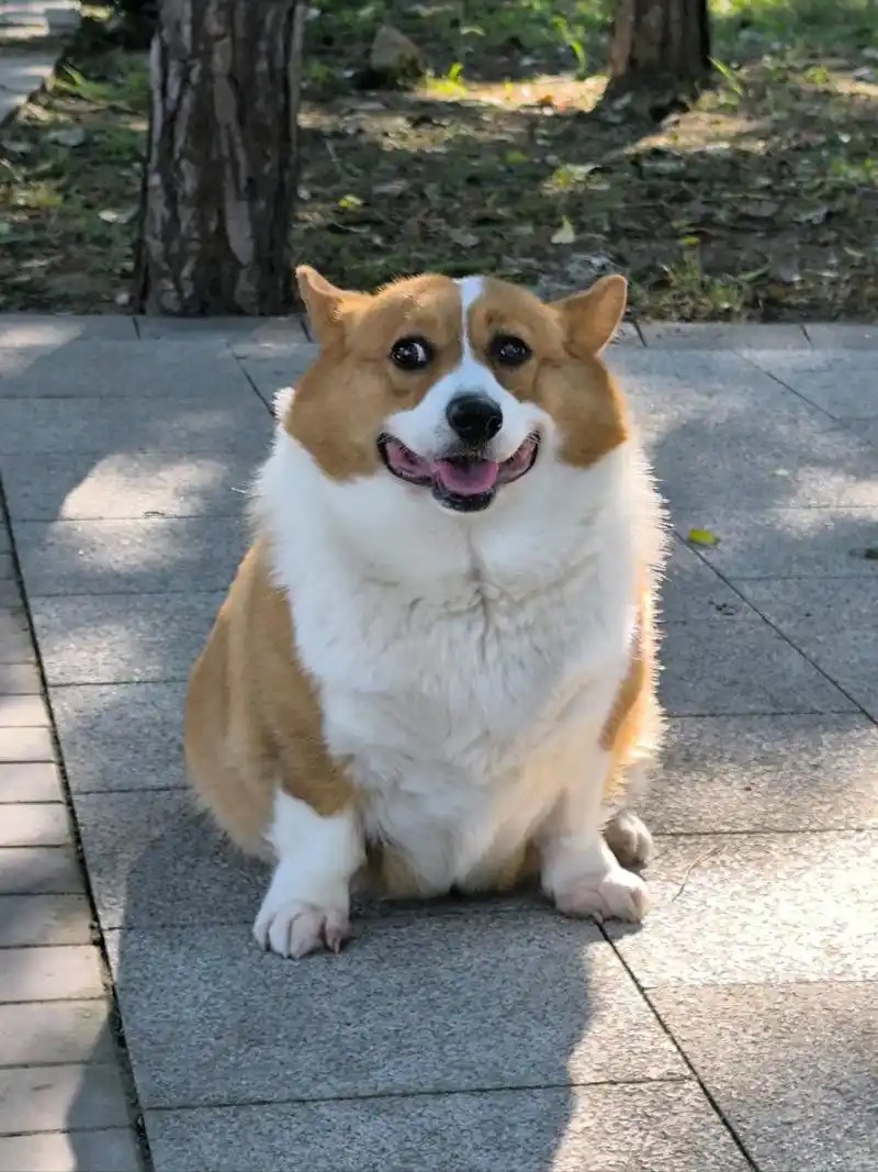 图片附件