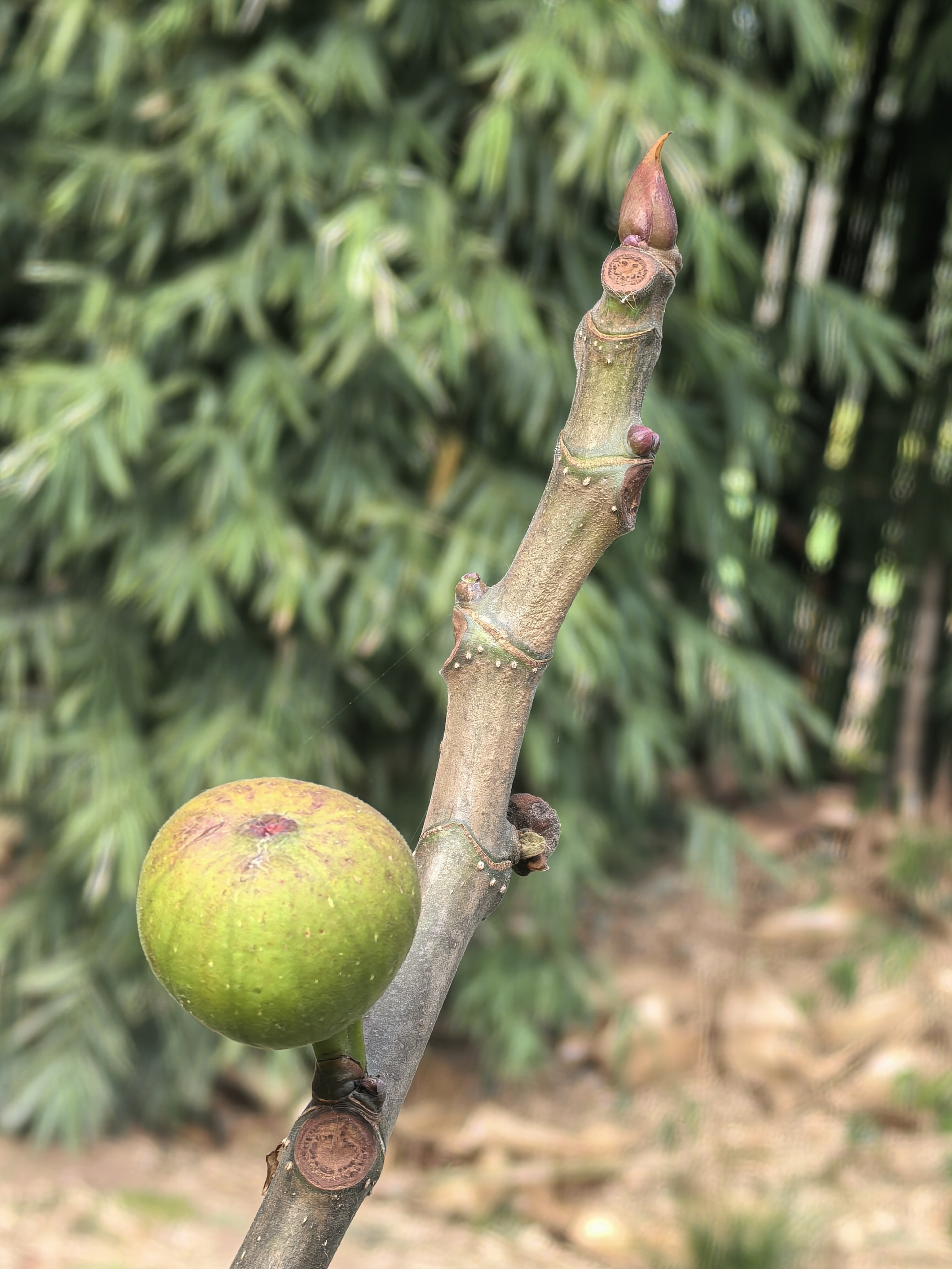 图片附件