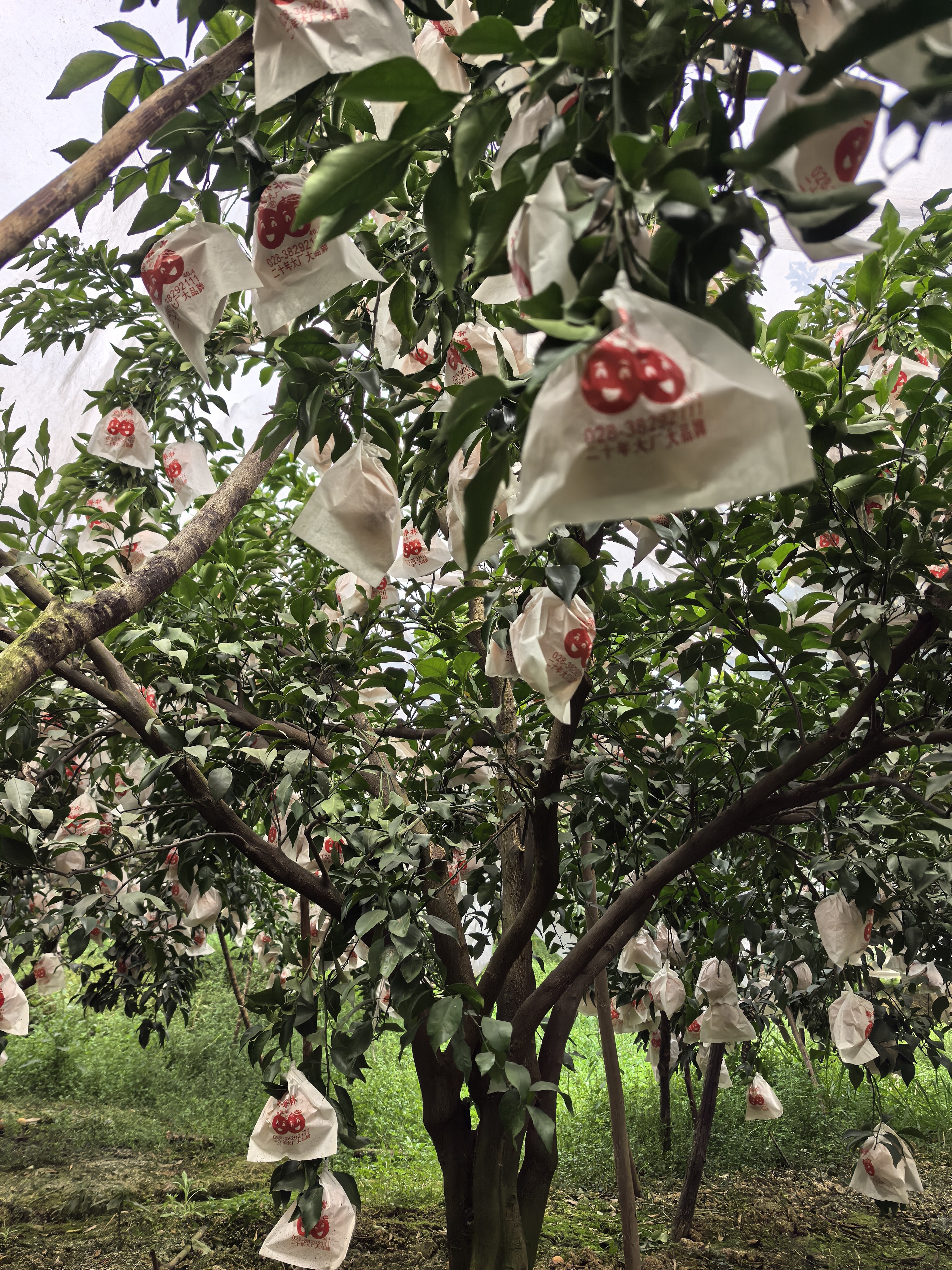 图片附件