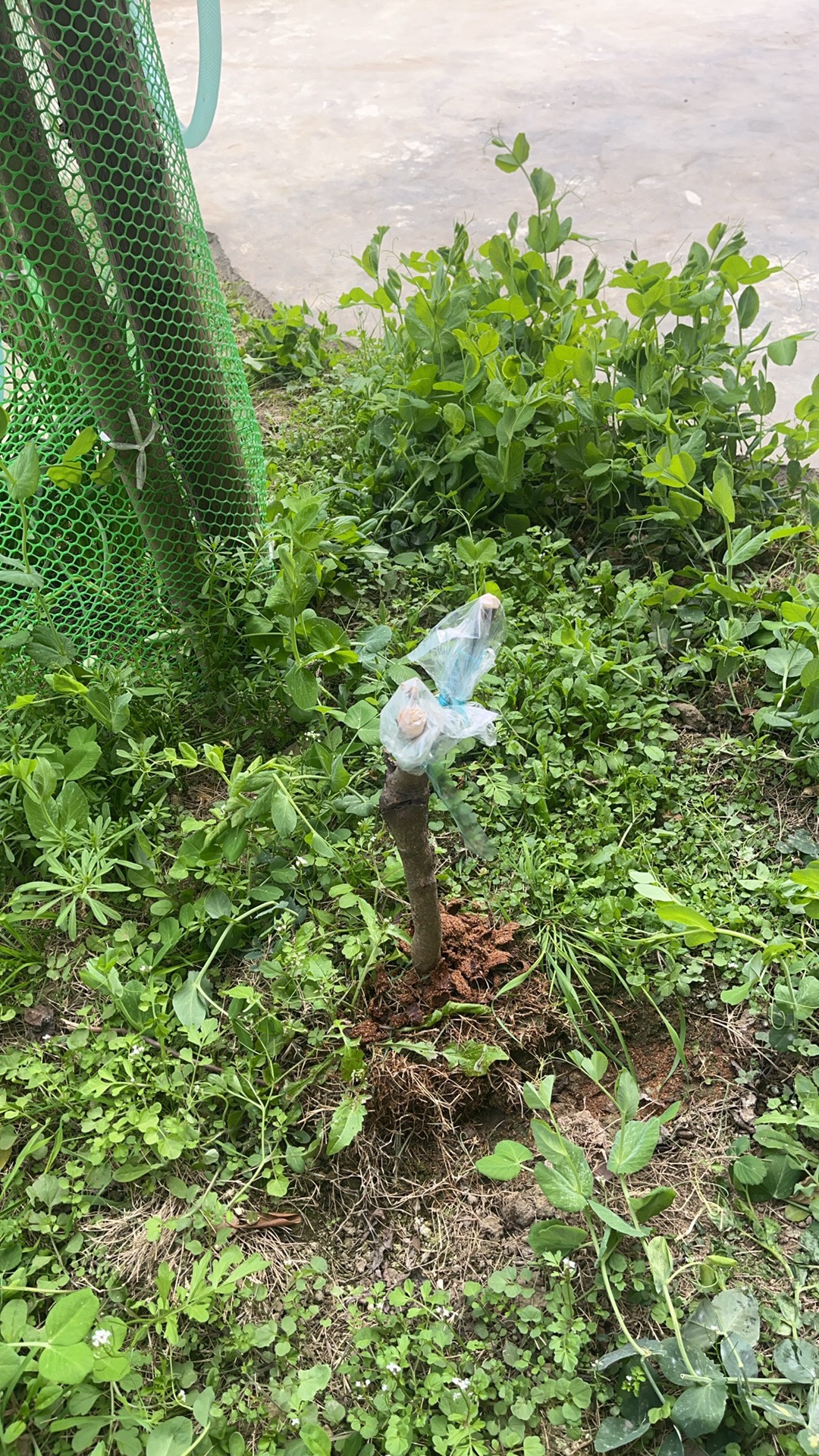 图片附件