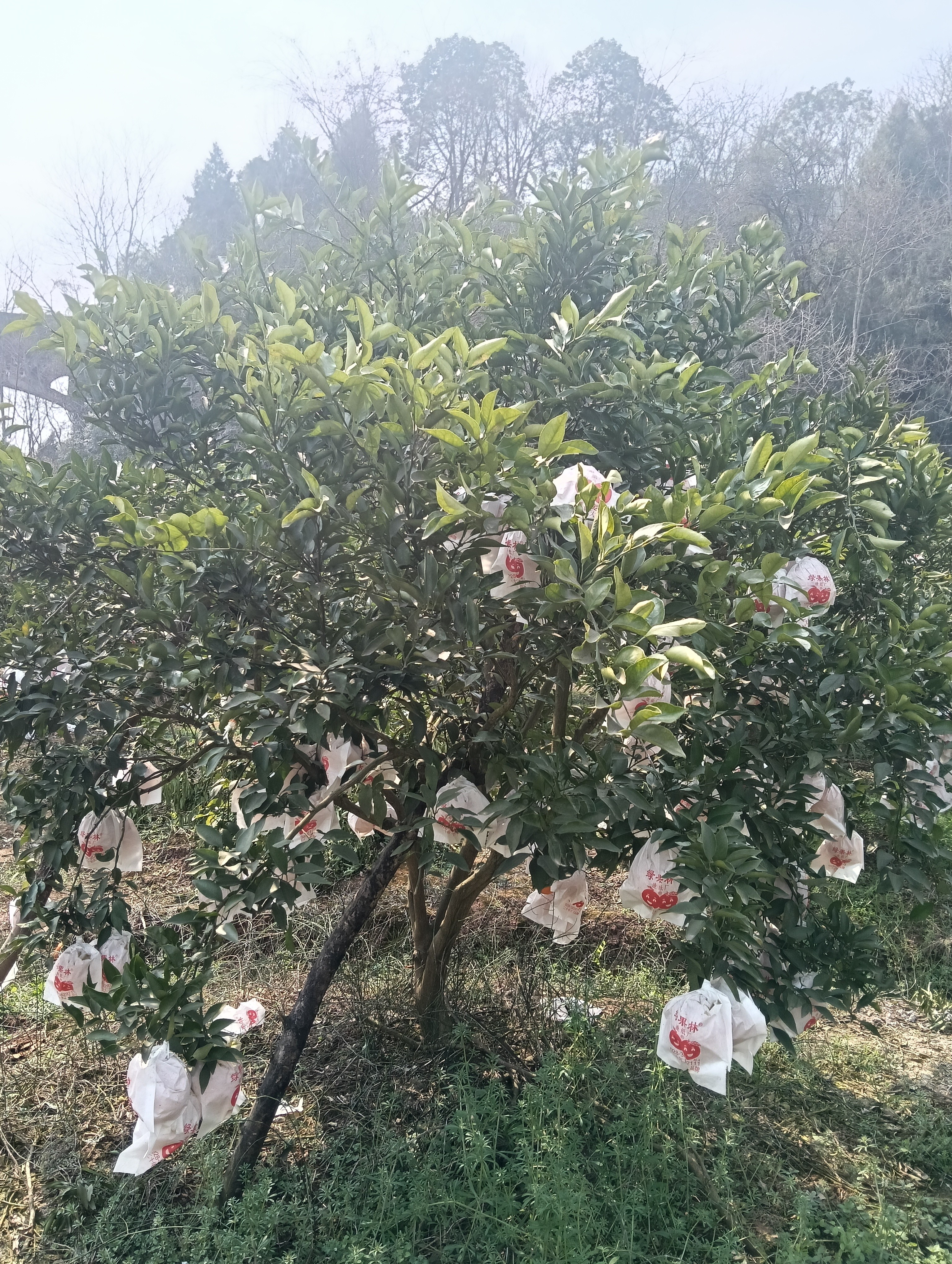 图片附件