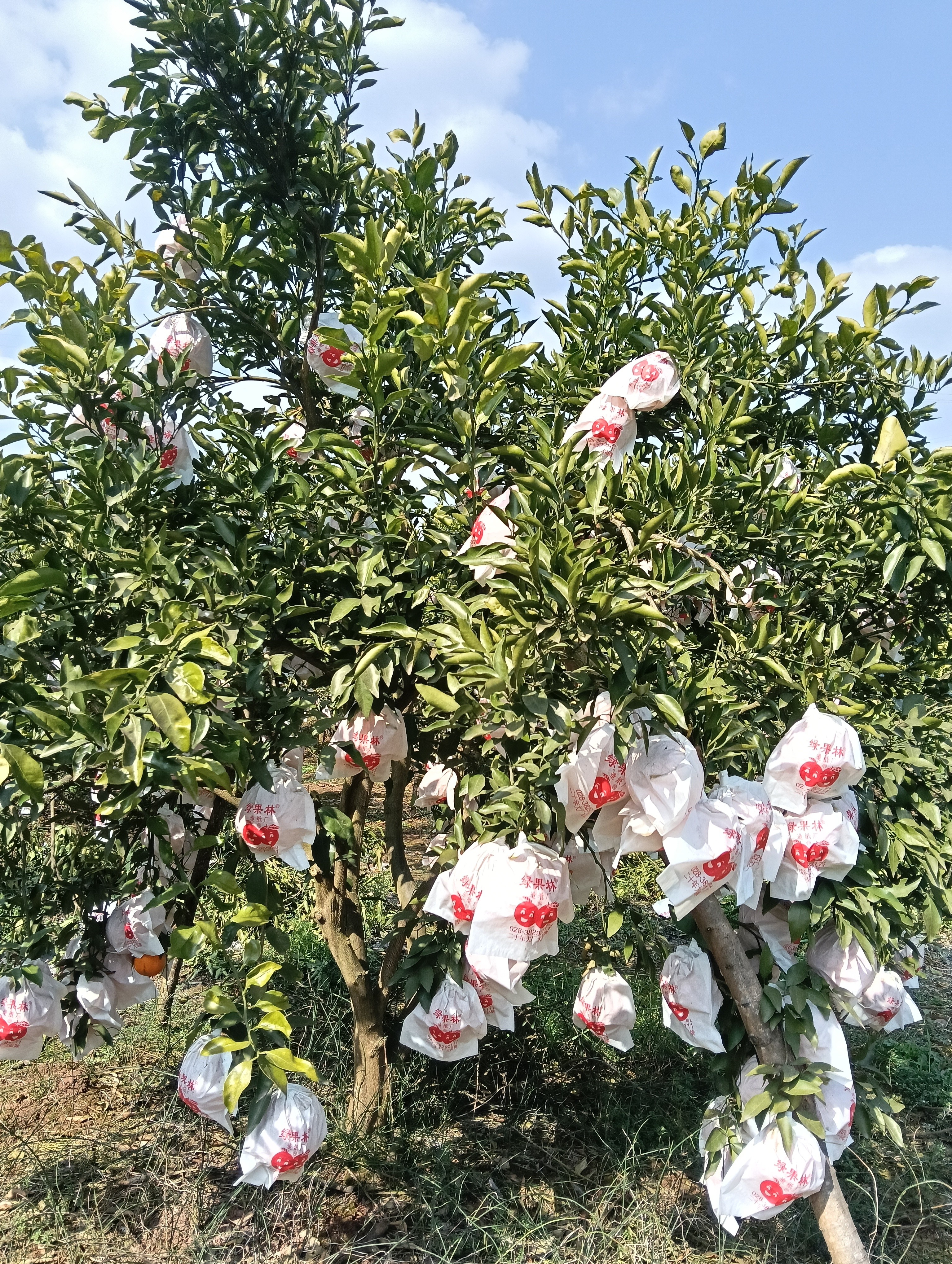 图片附件