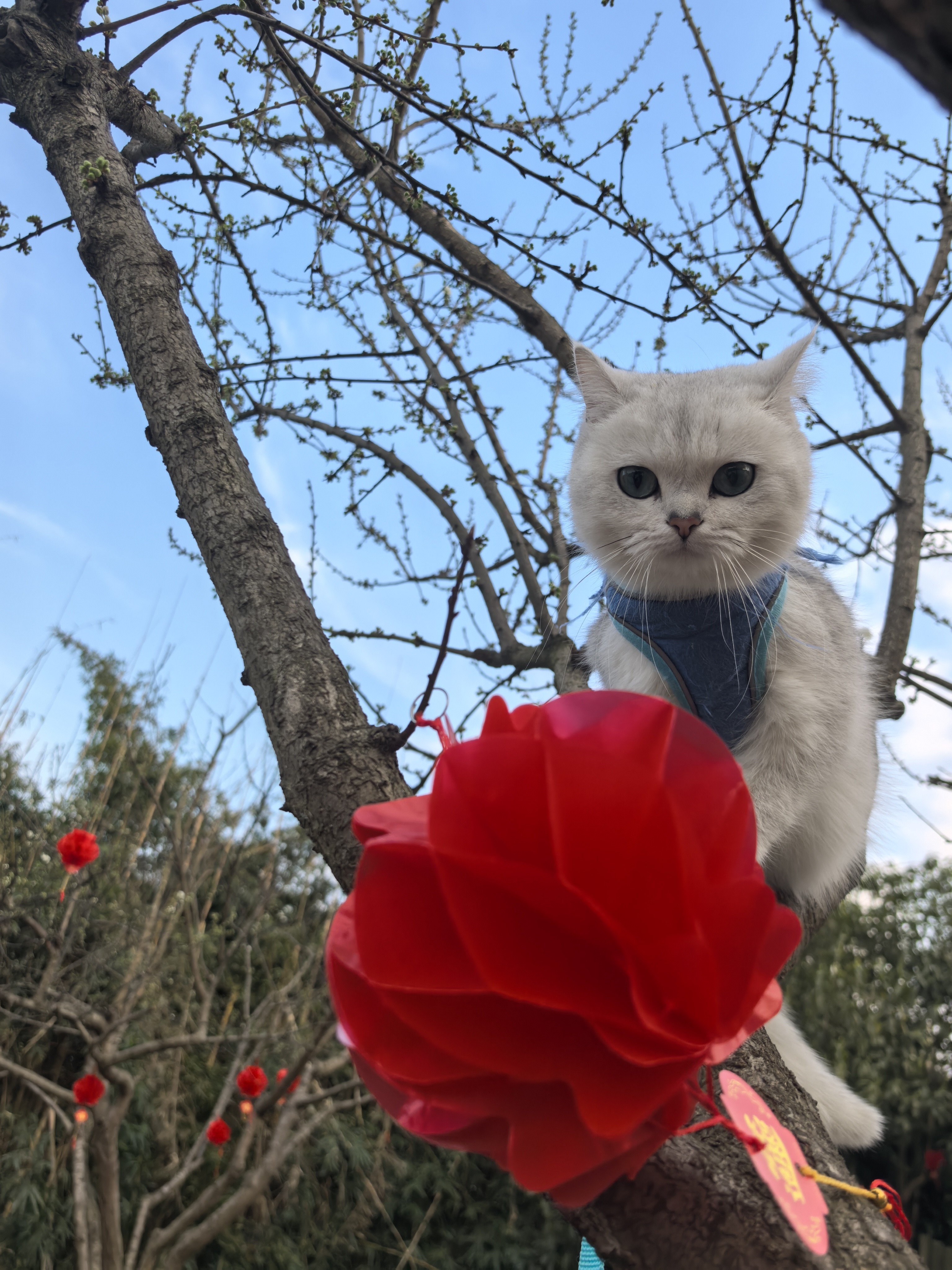 图片附件