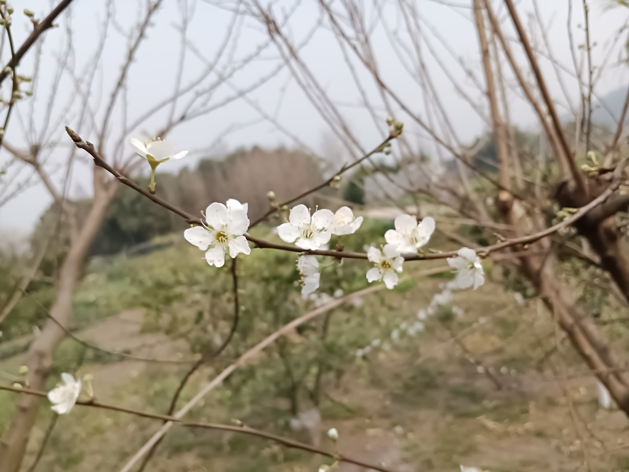 图片附件