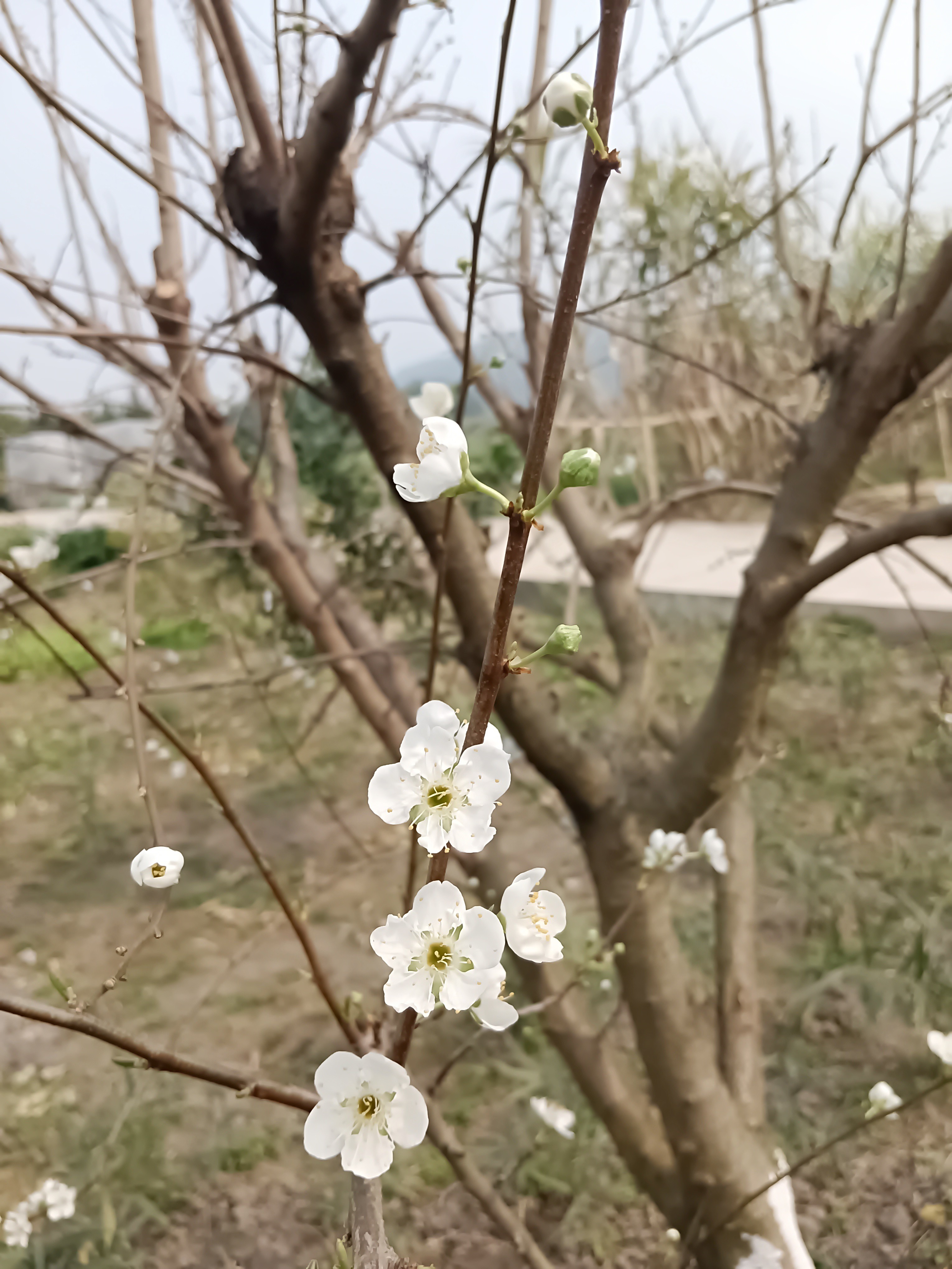 图片附件