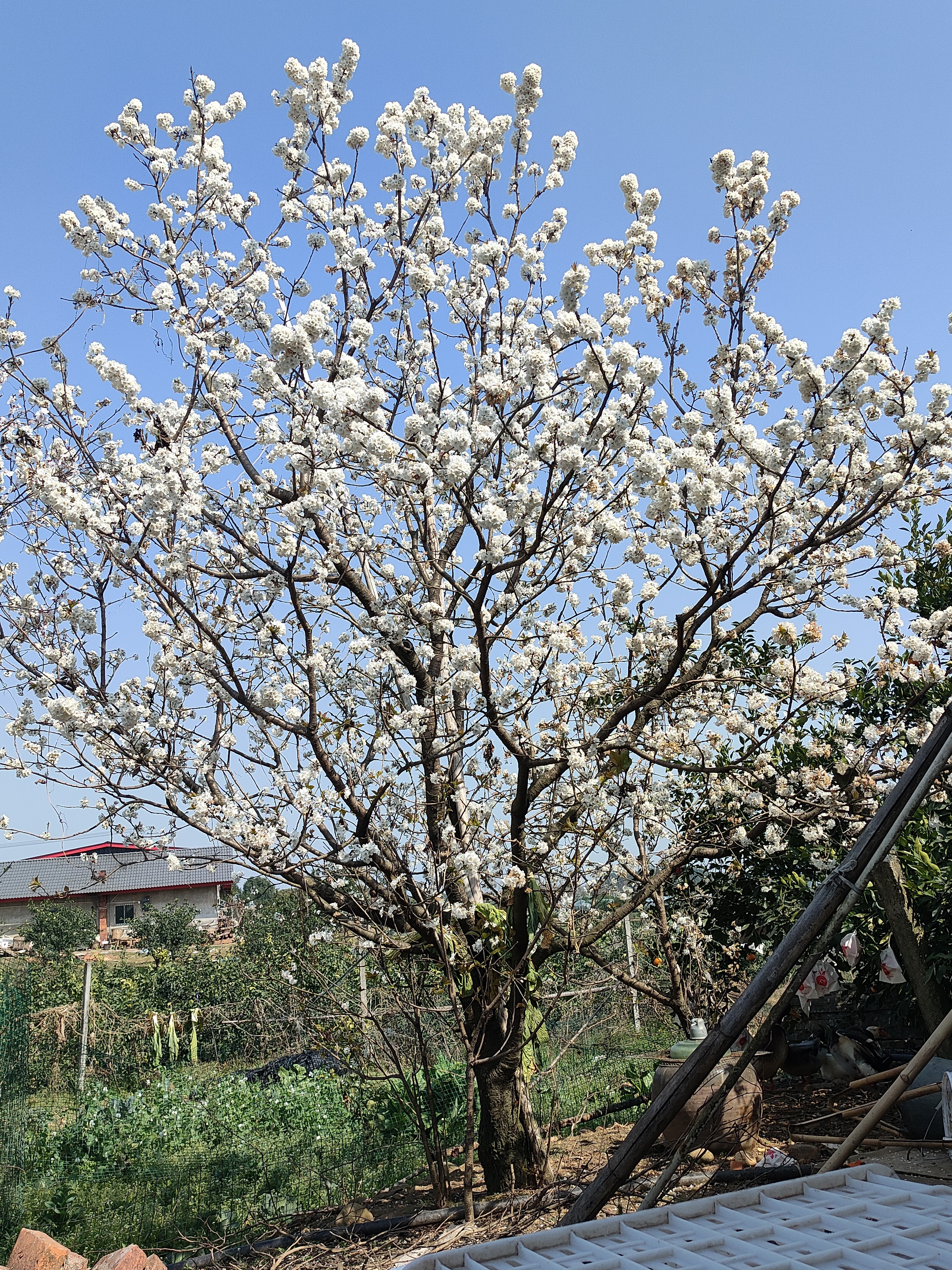 图片附件