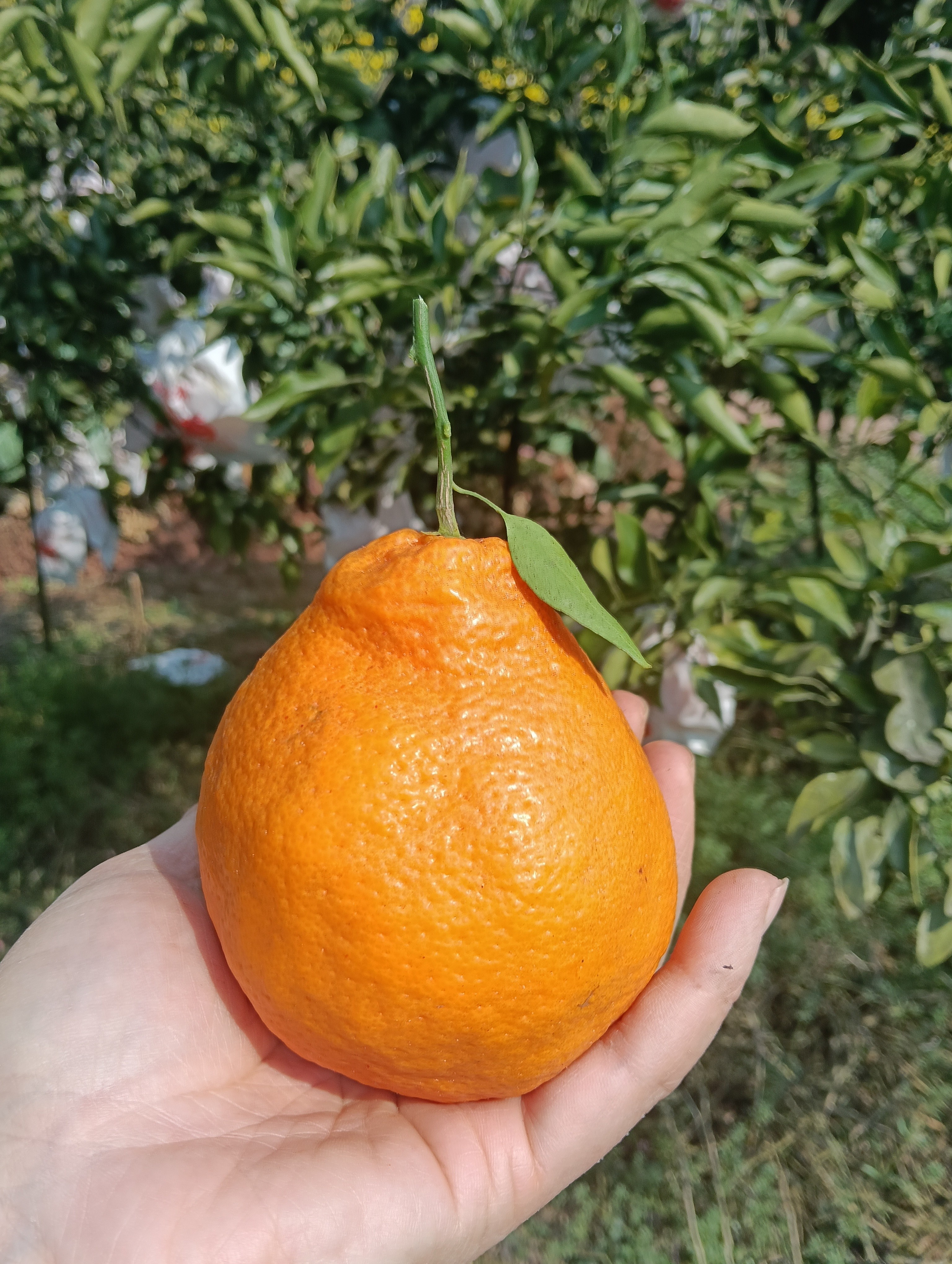 图片附件