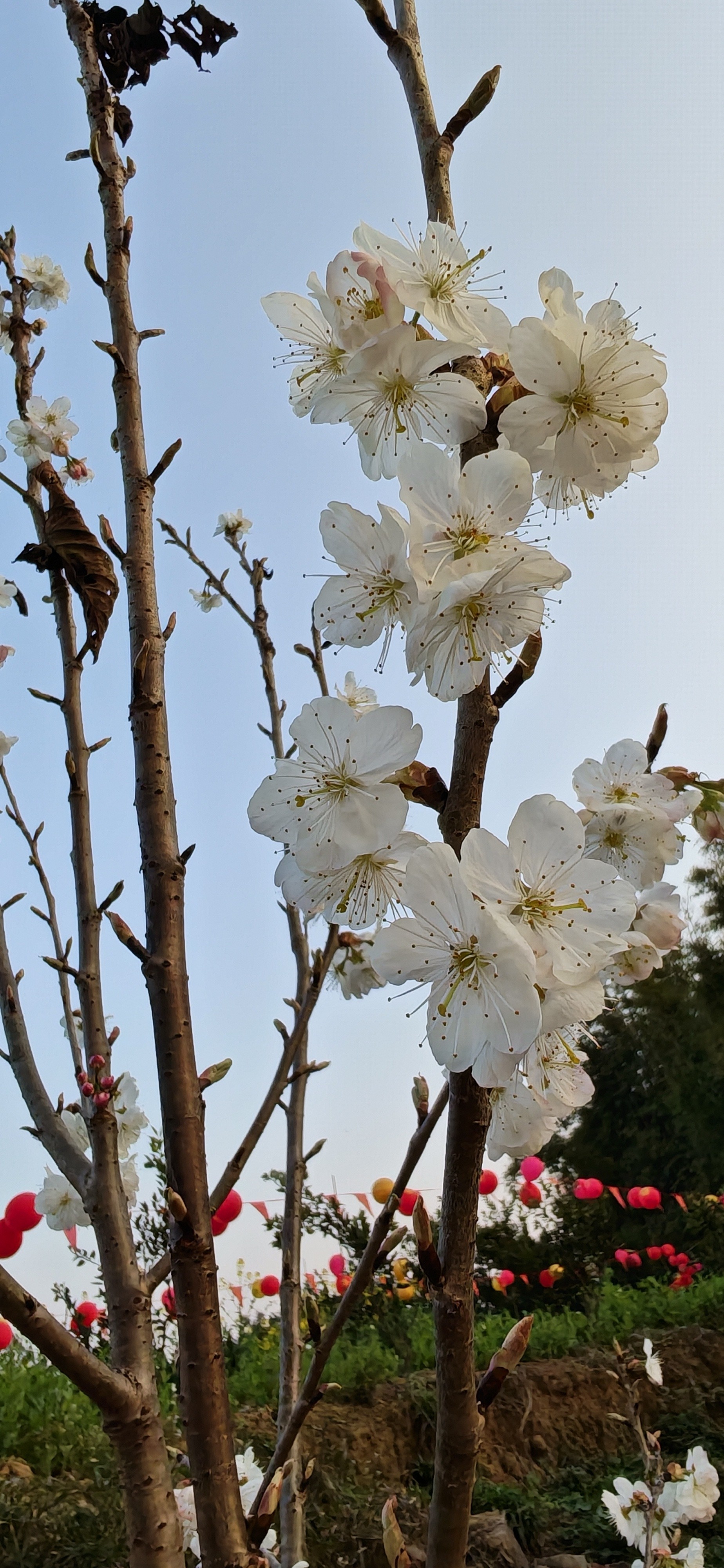 图片附件
