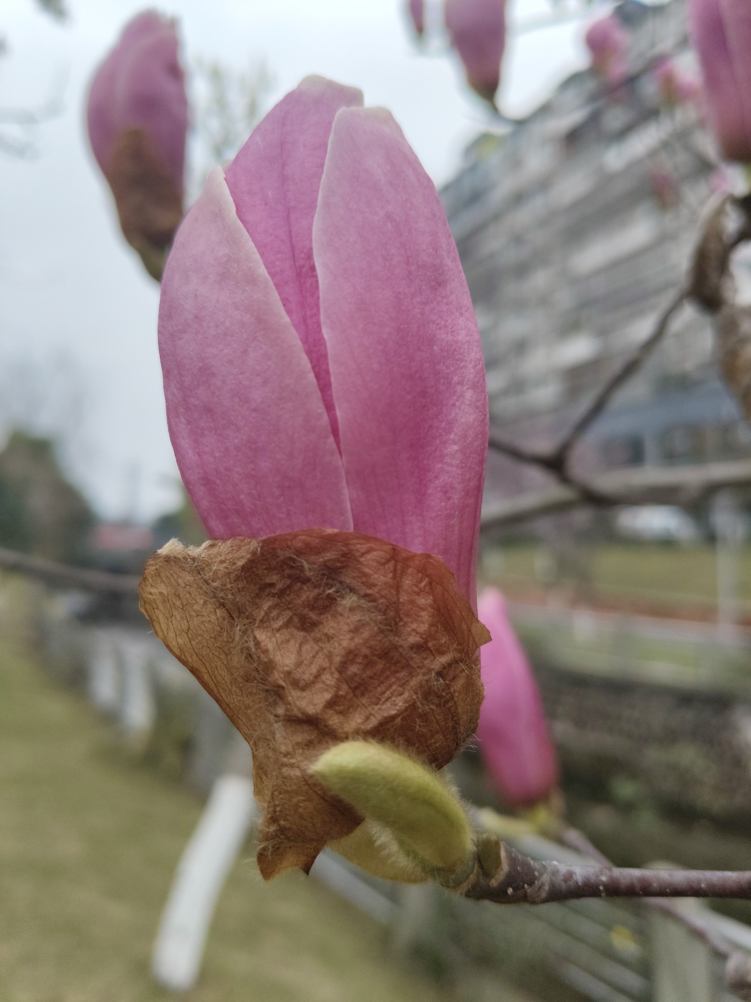 图片附件