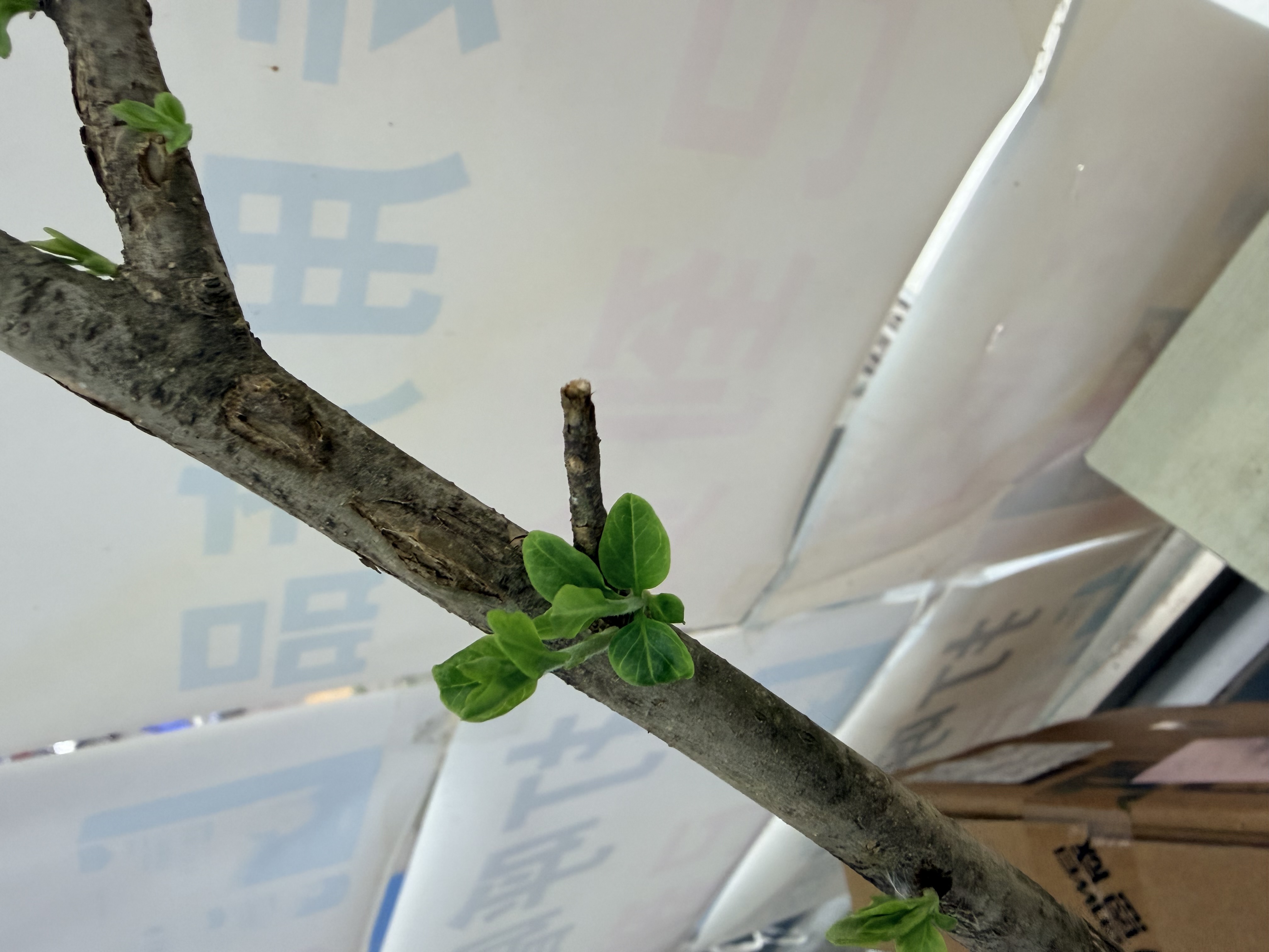 图片附件