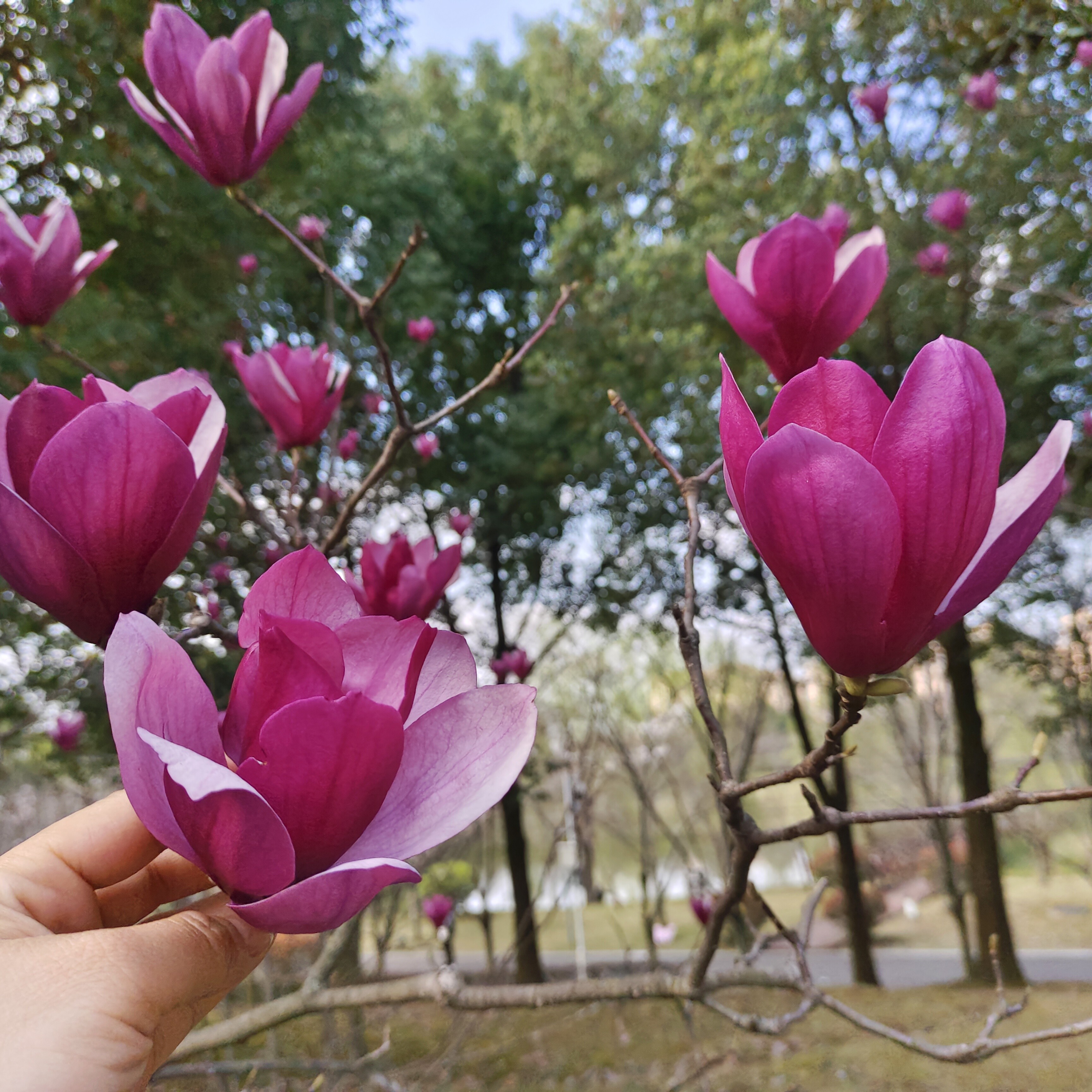 图片附件