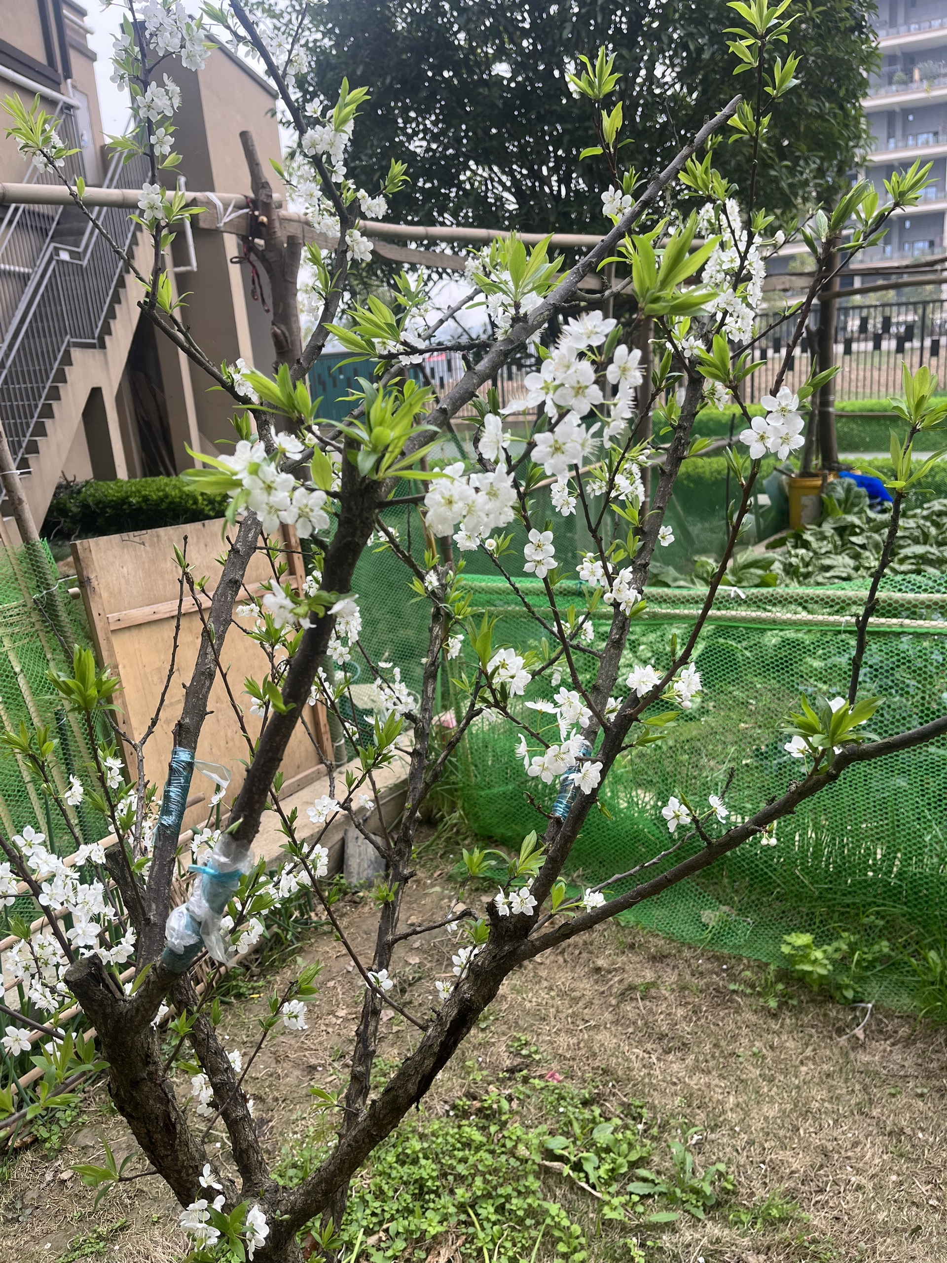 图片附件
