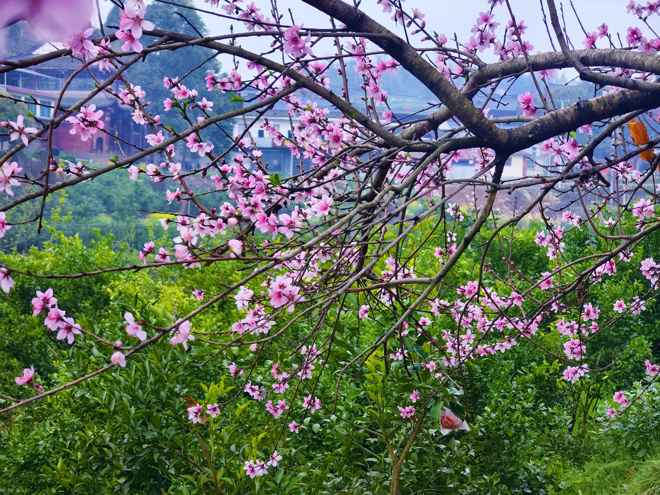 图片附件