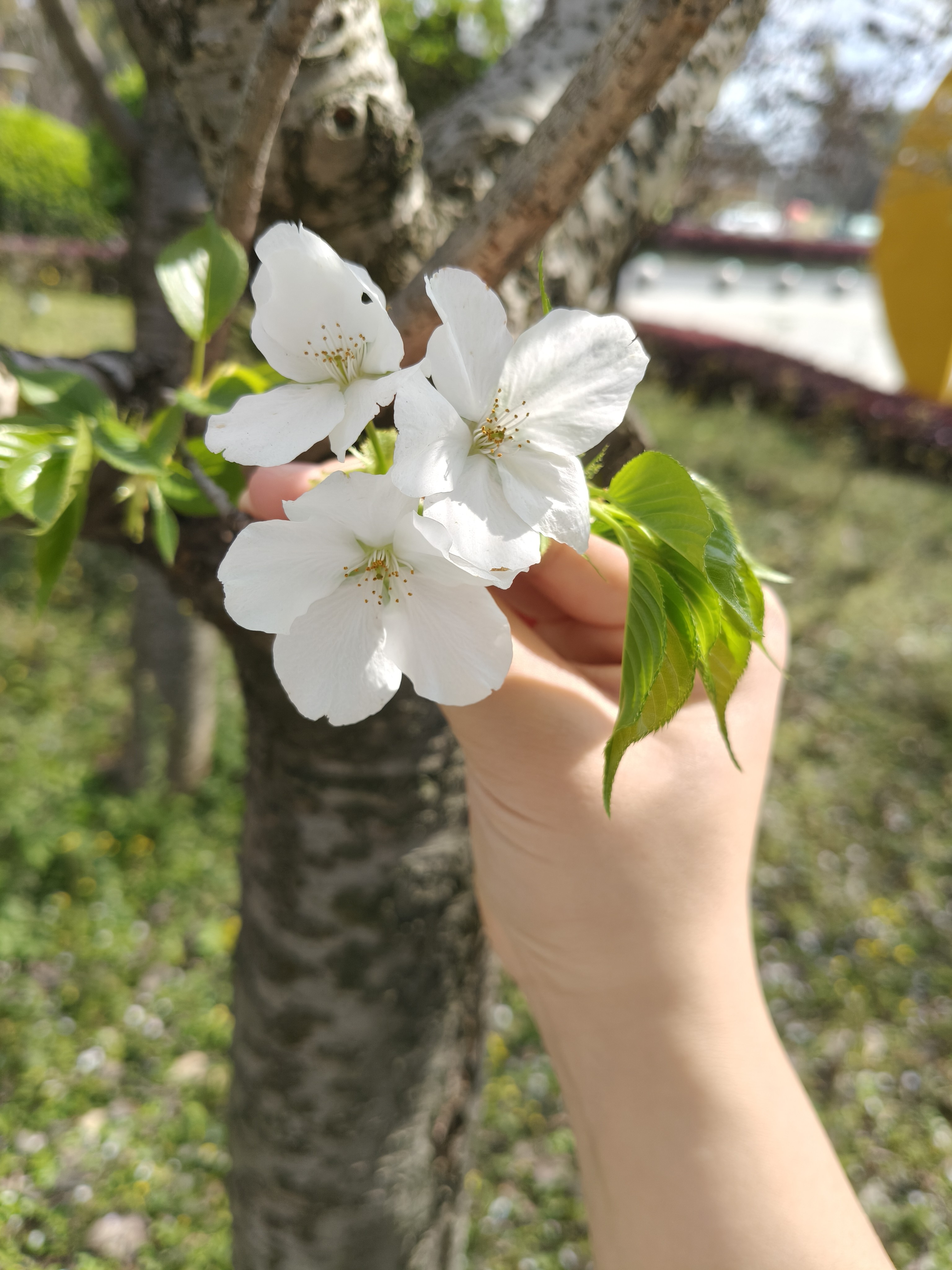 图片附件
