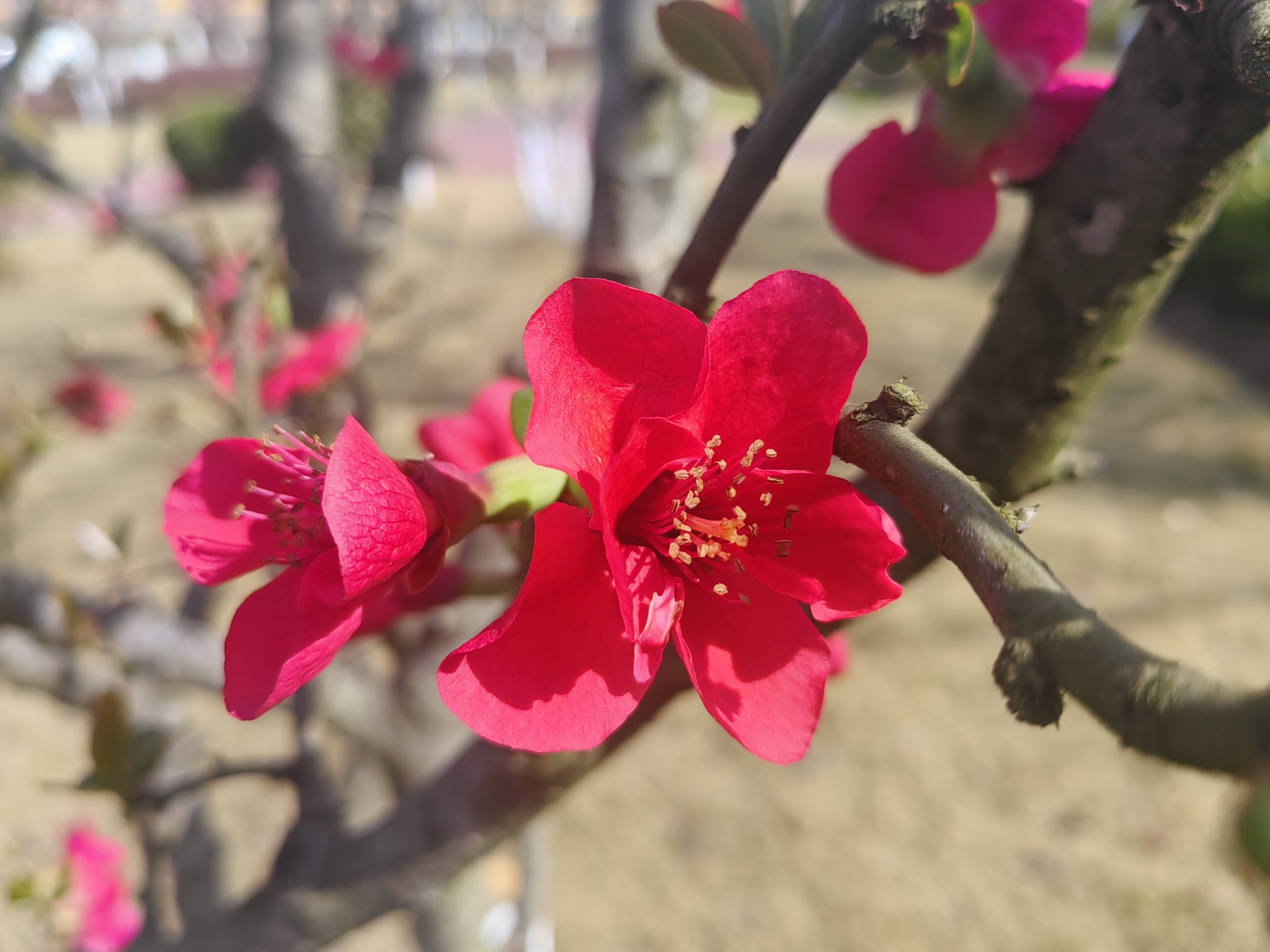 图片附件