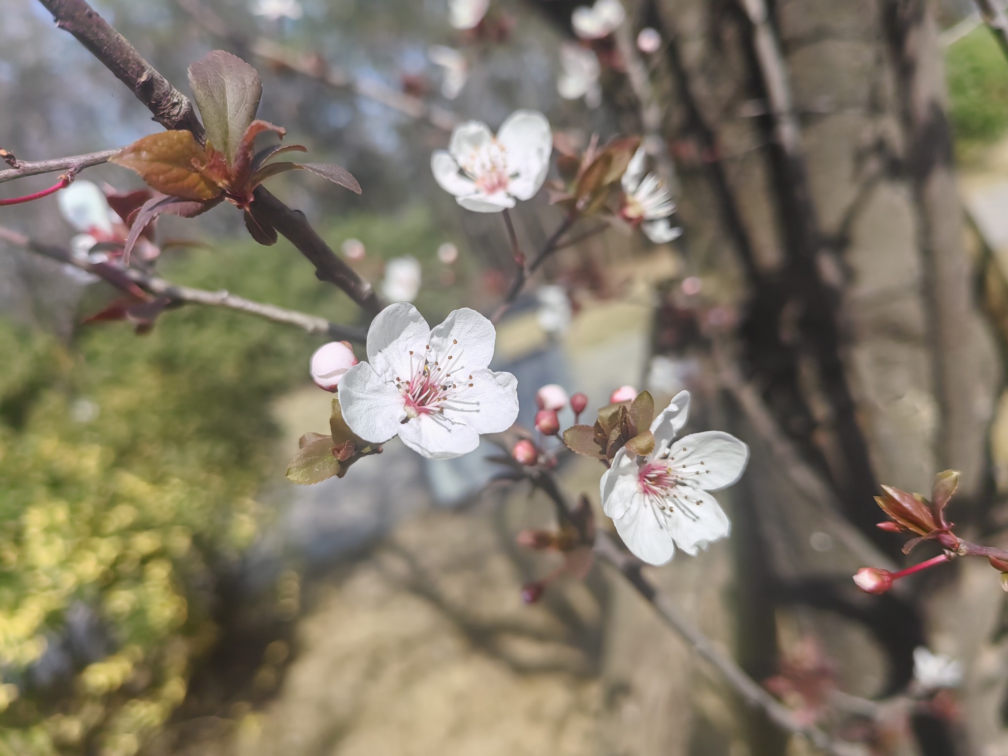 图片附件