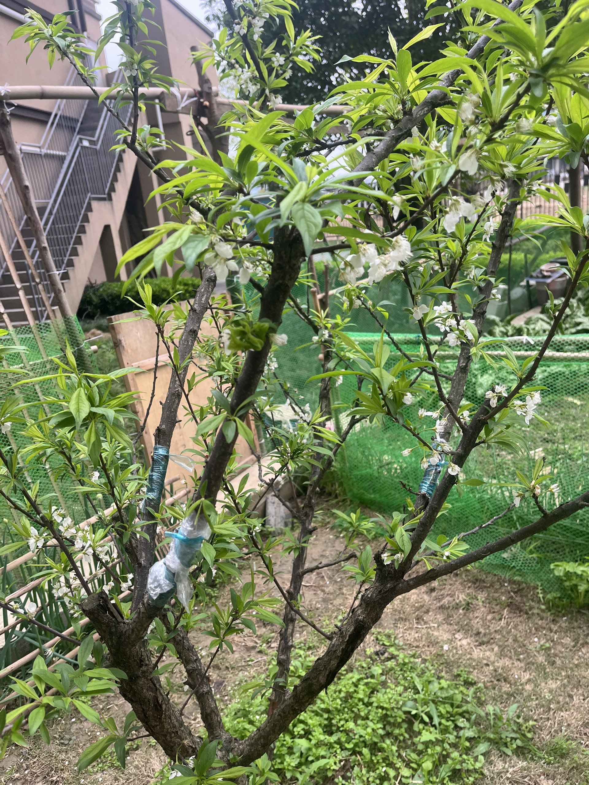 图片附件