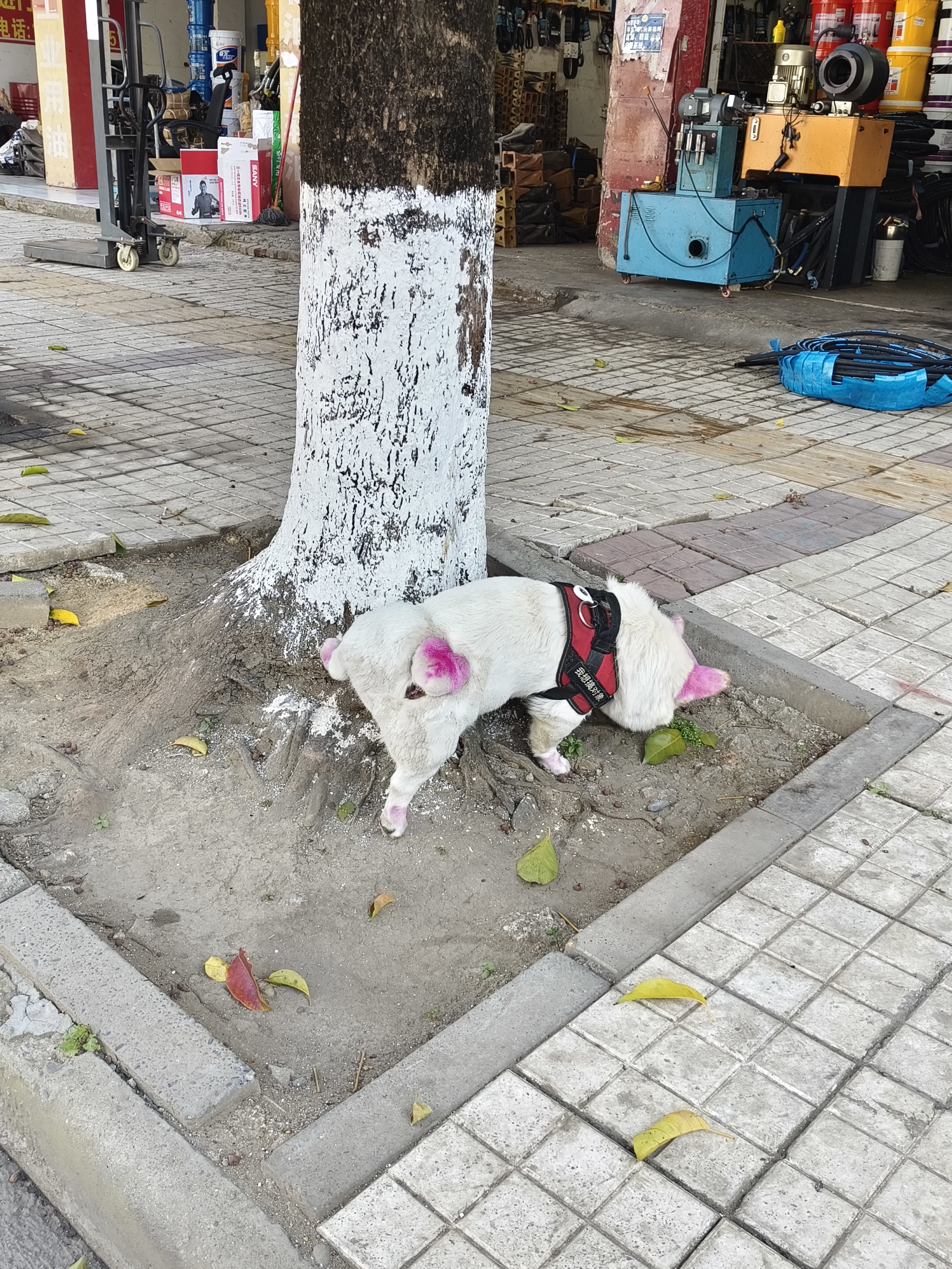 图片附件