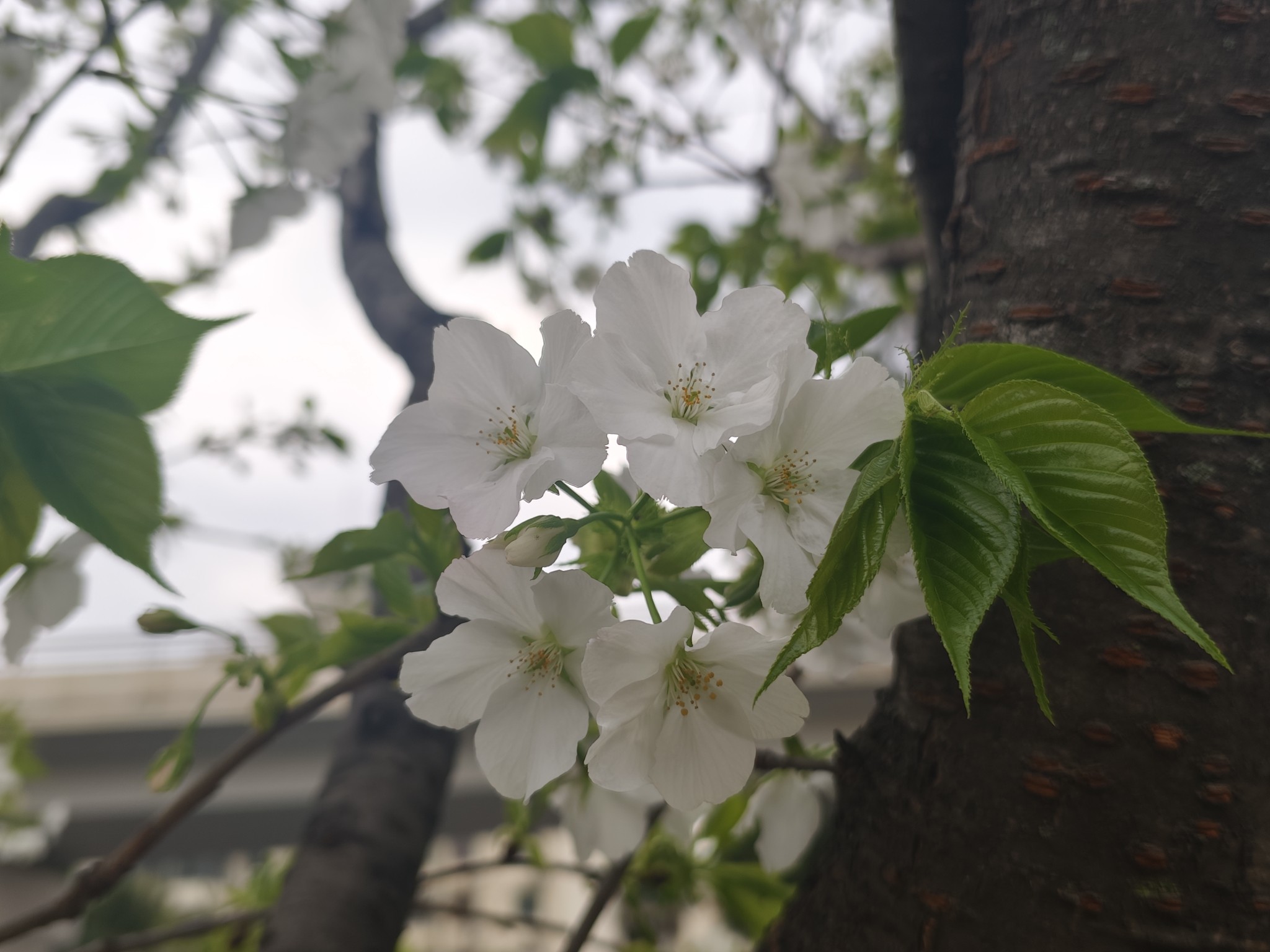 图片附件