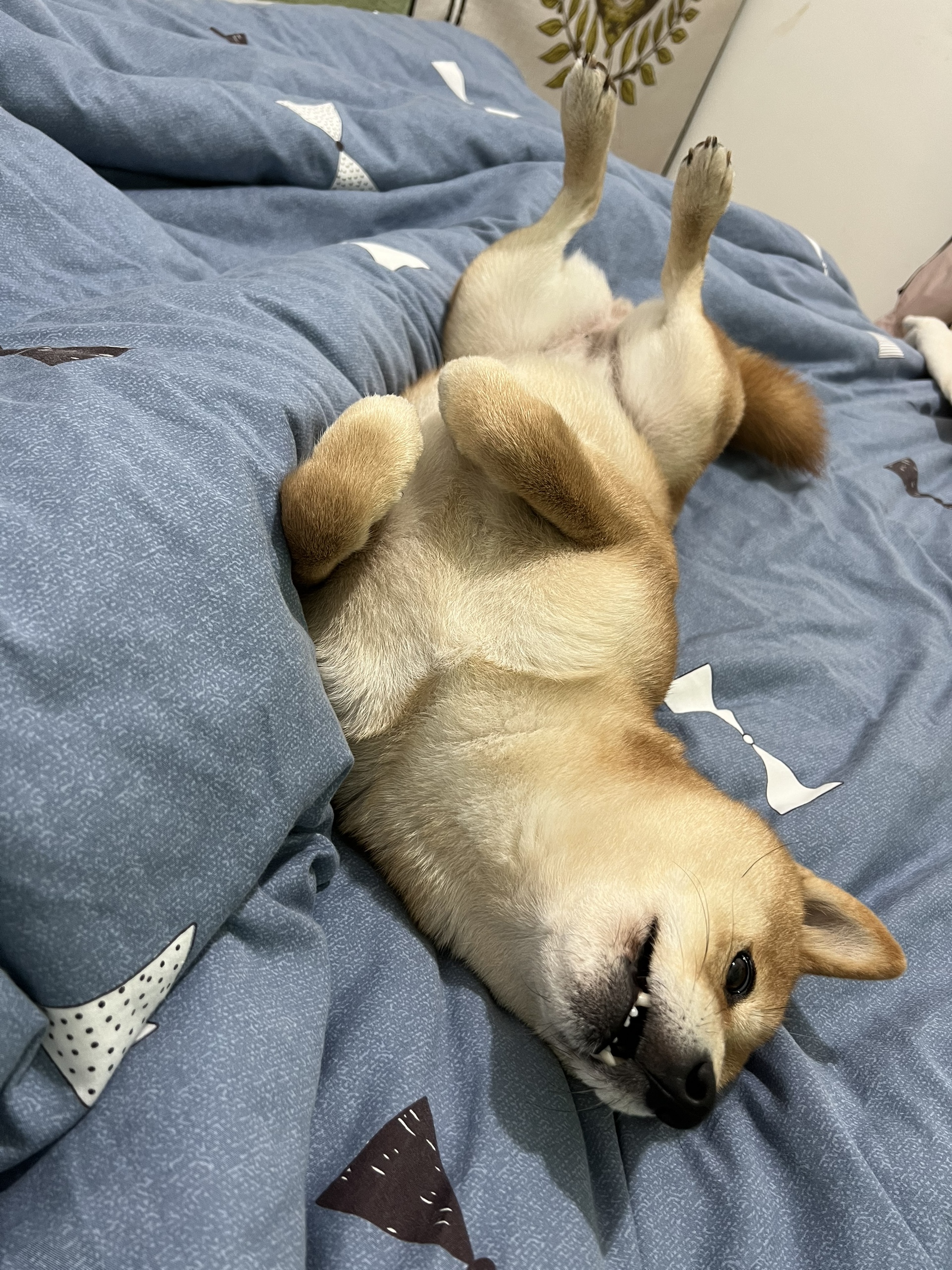 图片附件