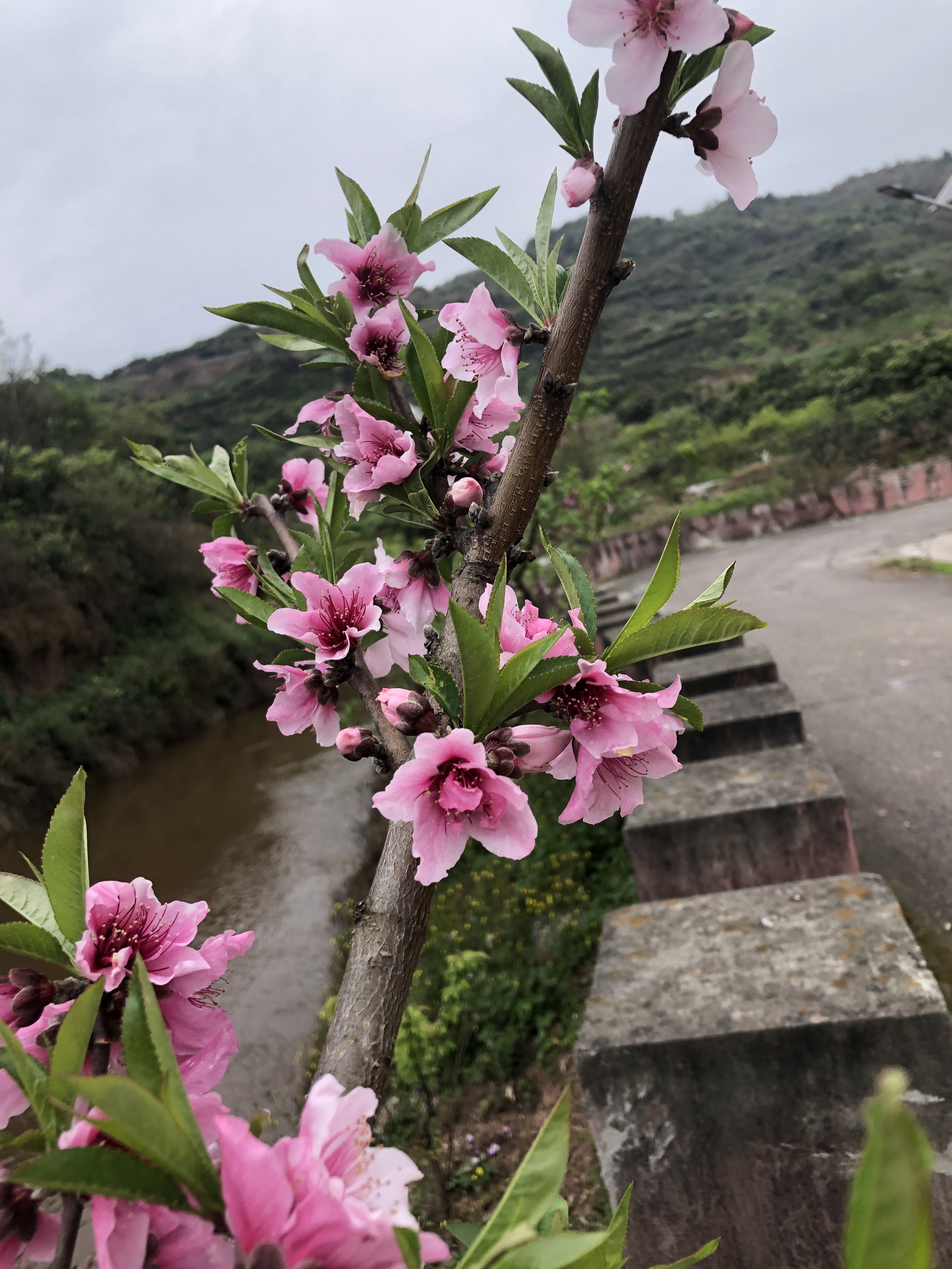 图片附件