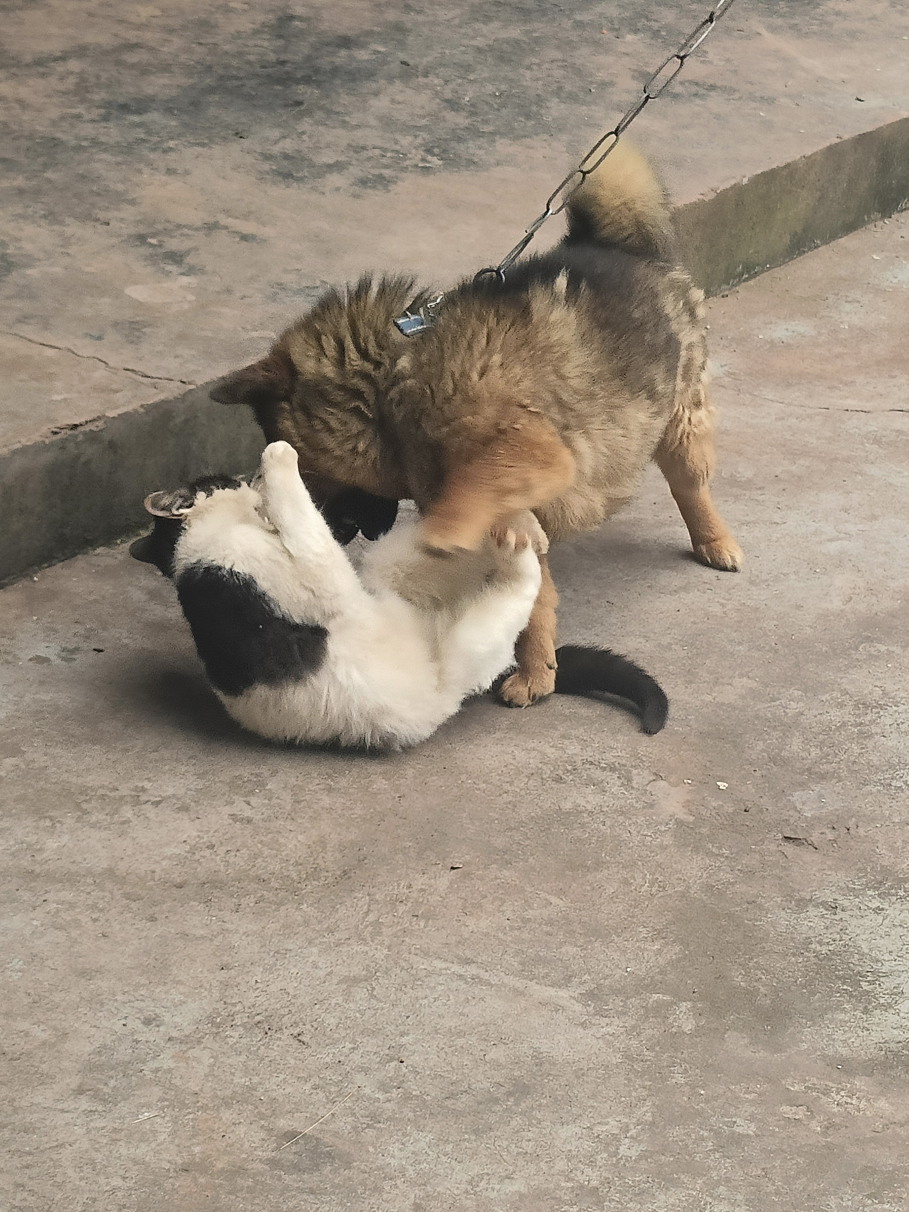 图片附件