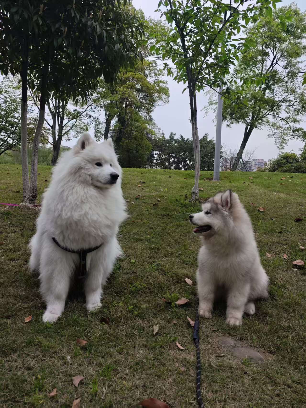 图片附件