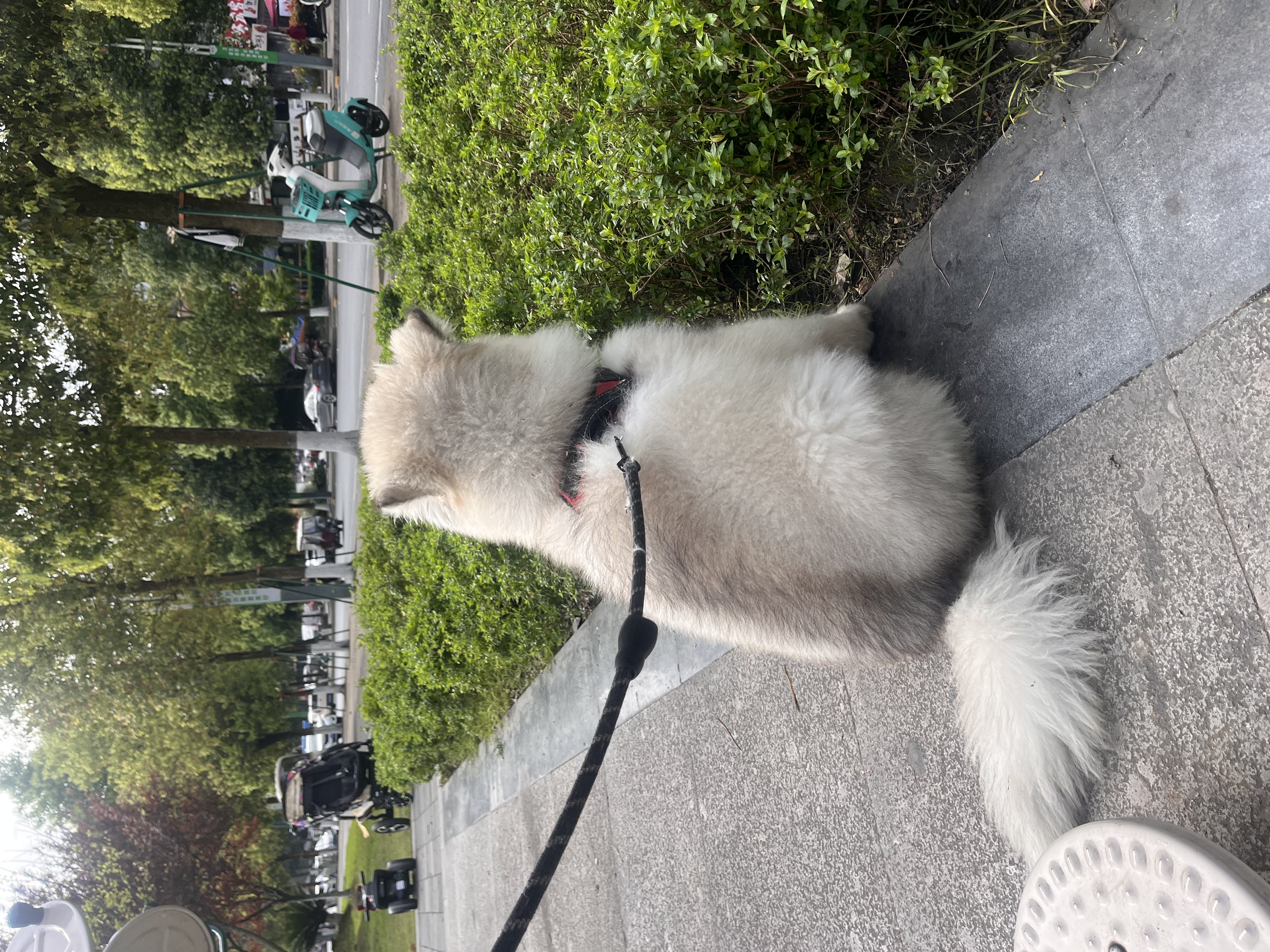 图片附件