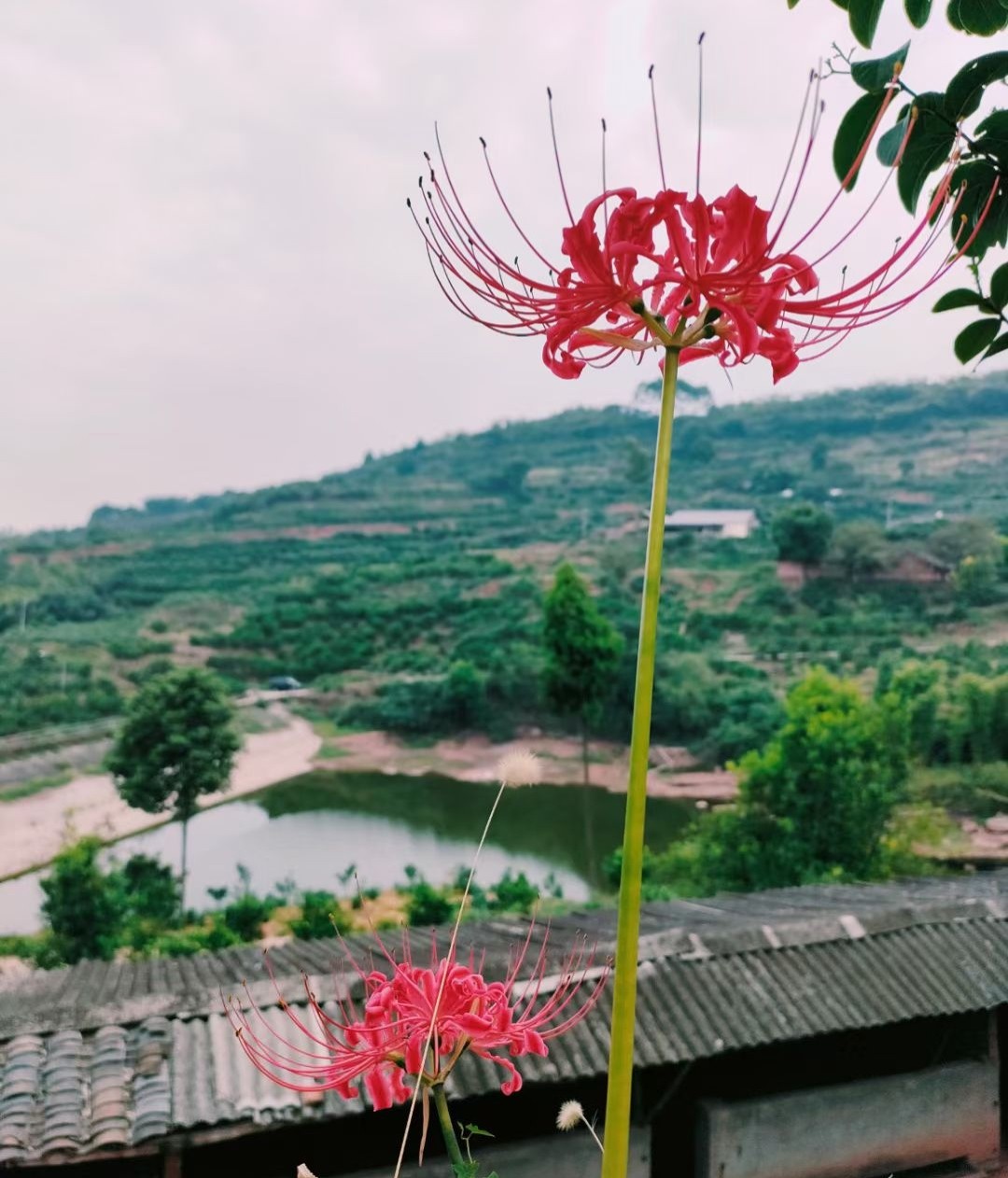 图片附件