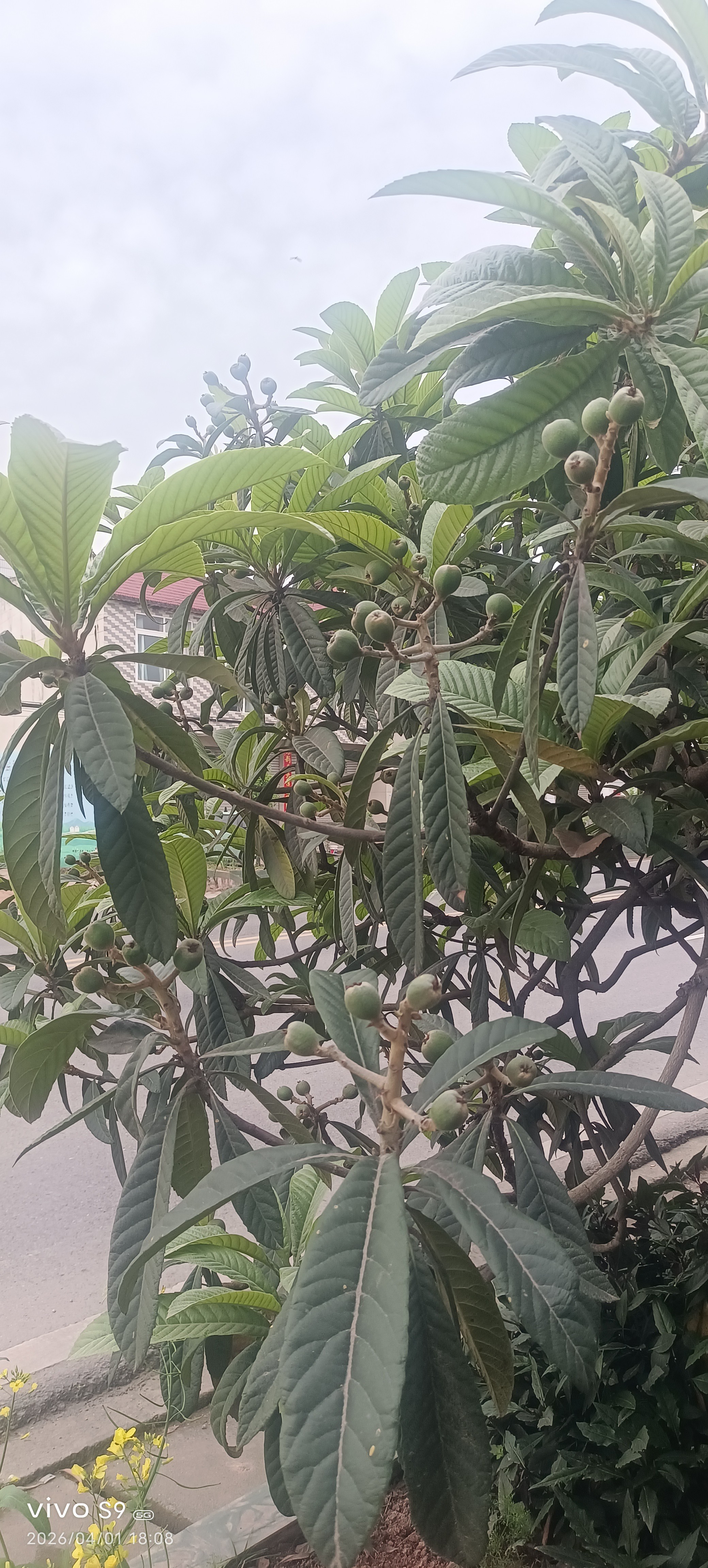 图片附件